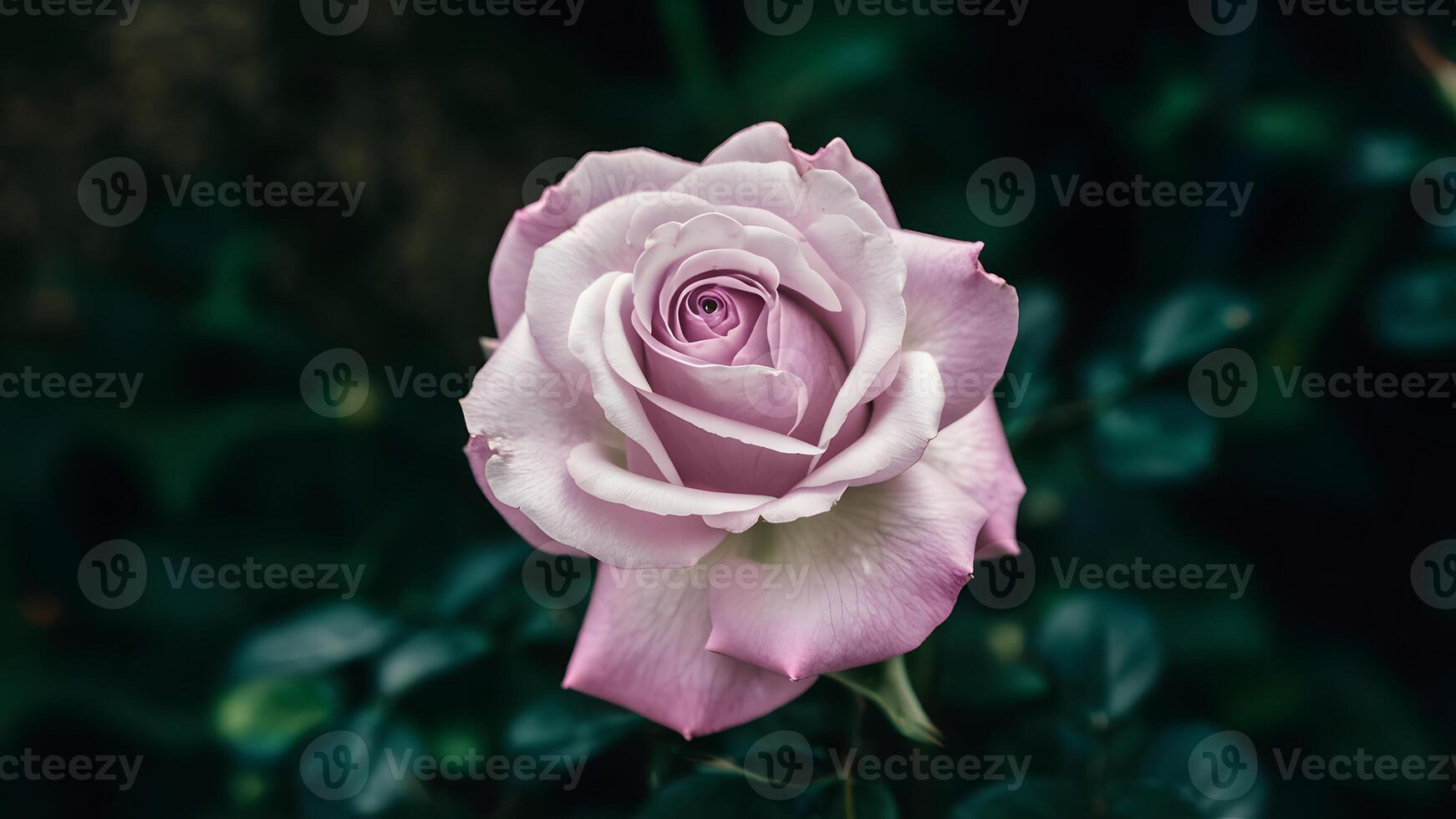 ai generado foto de stock cerca arriba de delicado soltero púrpura Rosa en contra oscuro fondo, hermosa