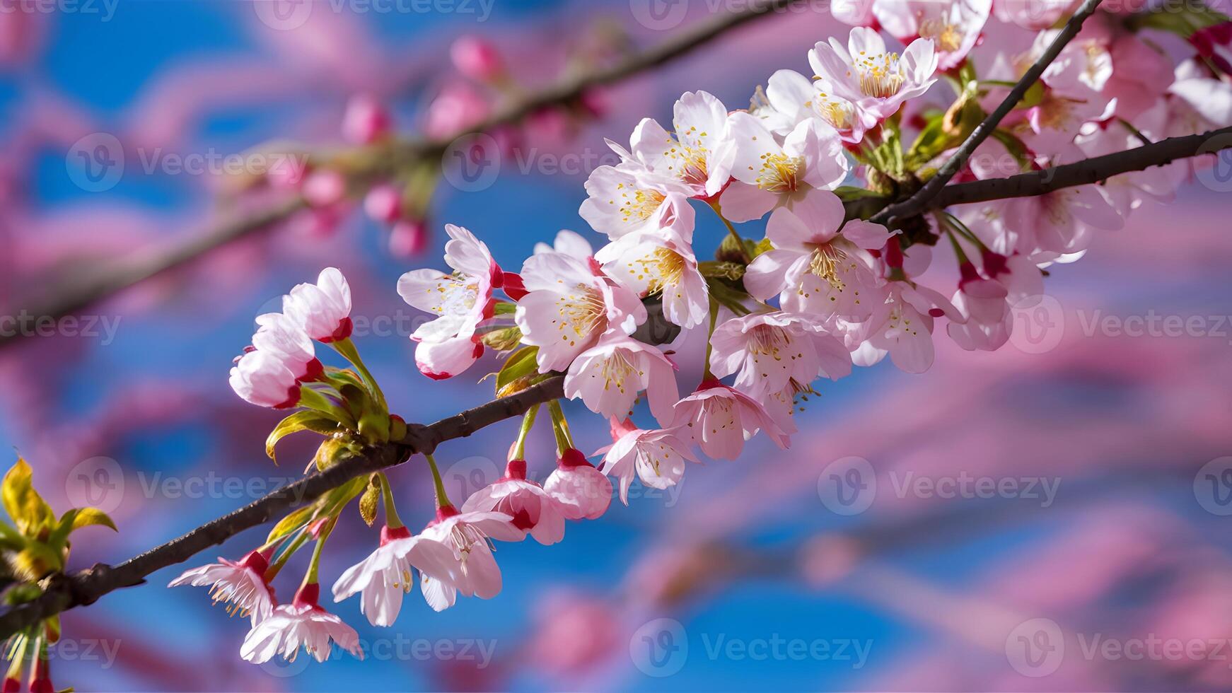 AI generated Pink blue background with cherry blossom tree macro detail photo