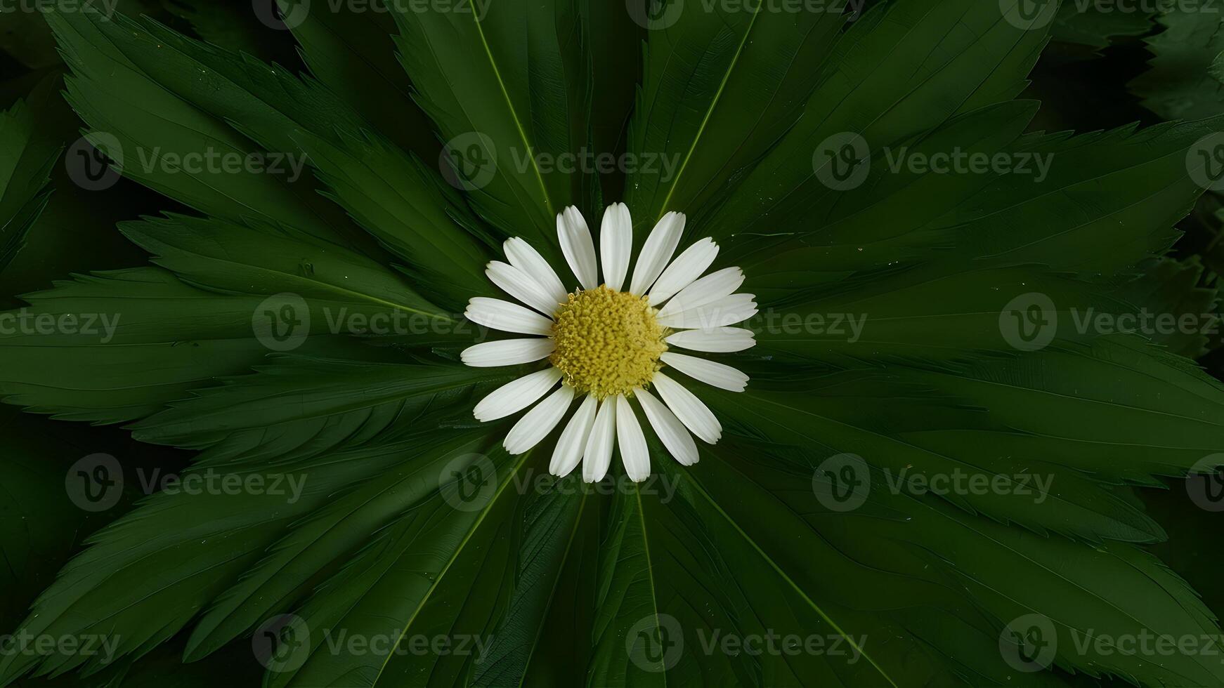 ai generado grande verde hojas alrededor manzanilla flor en único antecedentes foto