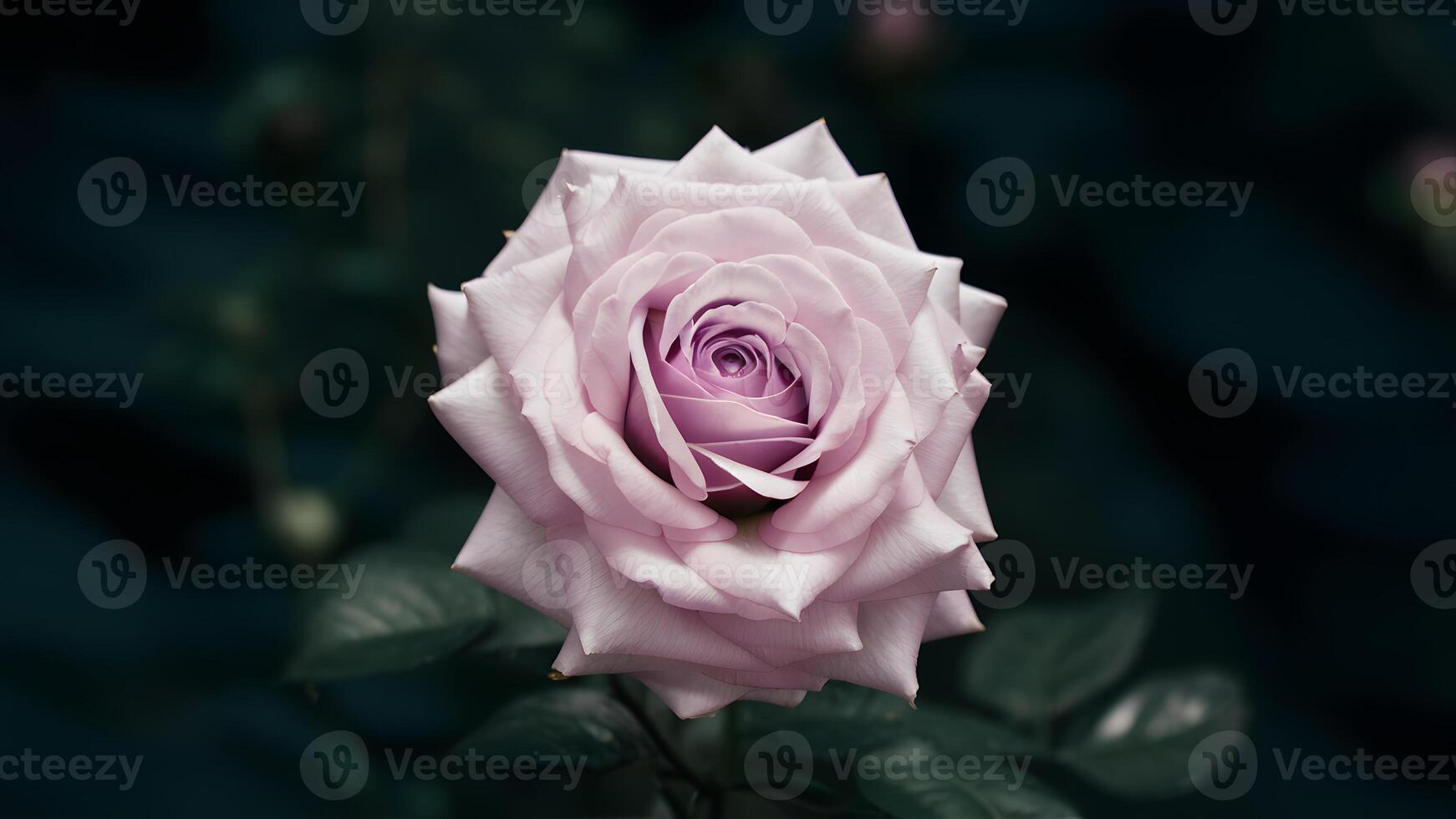 AI generated Beautiful close up of delicate single purple rose against dark backdrop photo