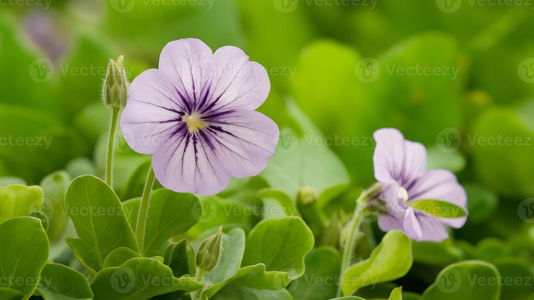 AI generated Sweet violet viola odorata isolated on pristine white background photo