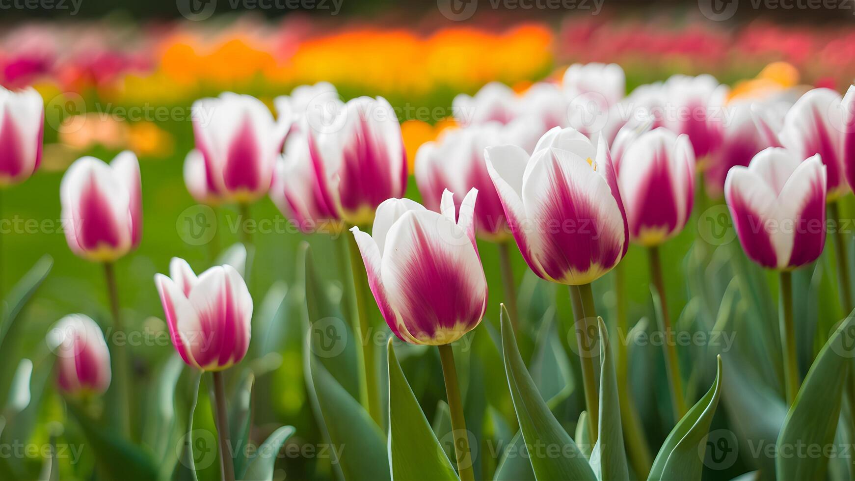 AI generated Spring blurred background with ultra violet white tulips, vibrant photo