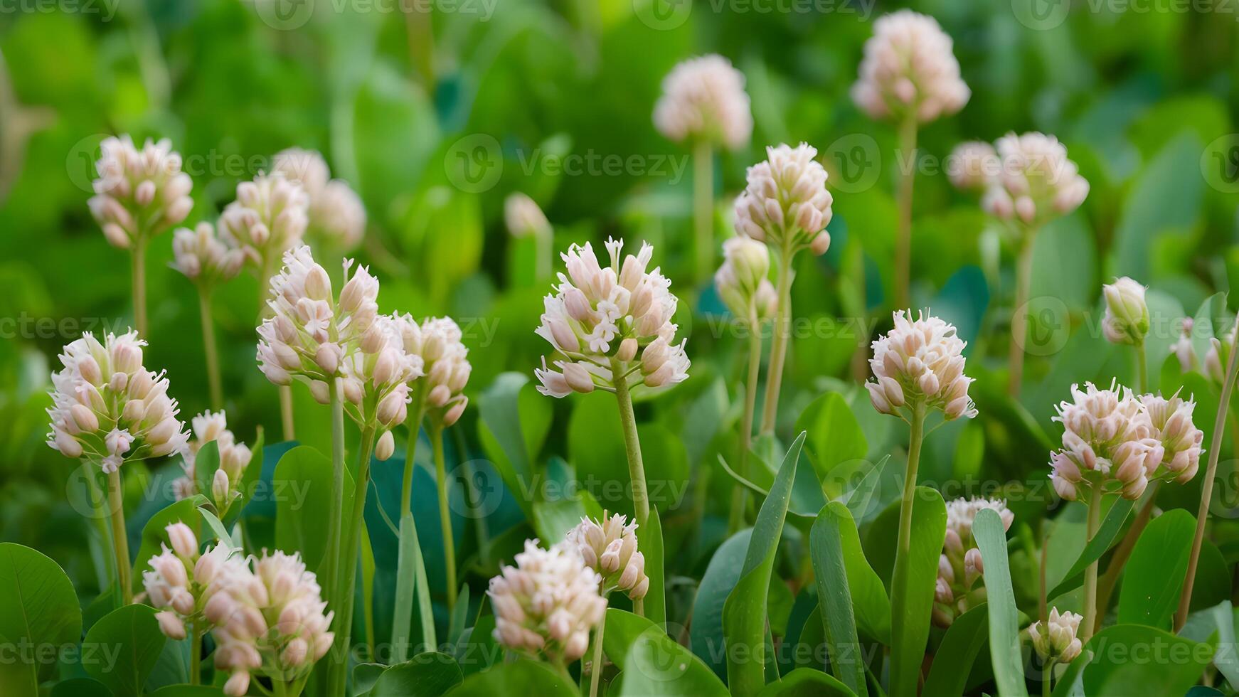 AI generated Charming natural background enhanced by the presence of wild clover flowers photo