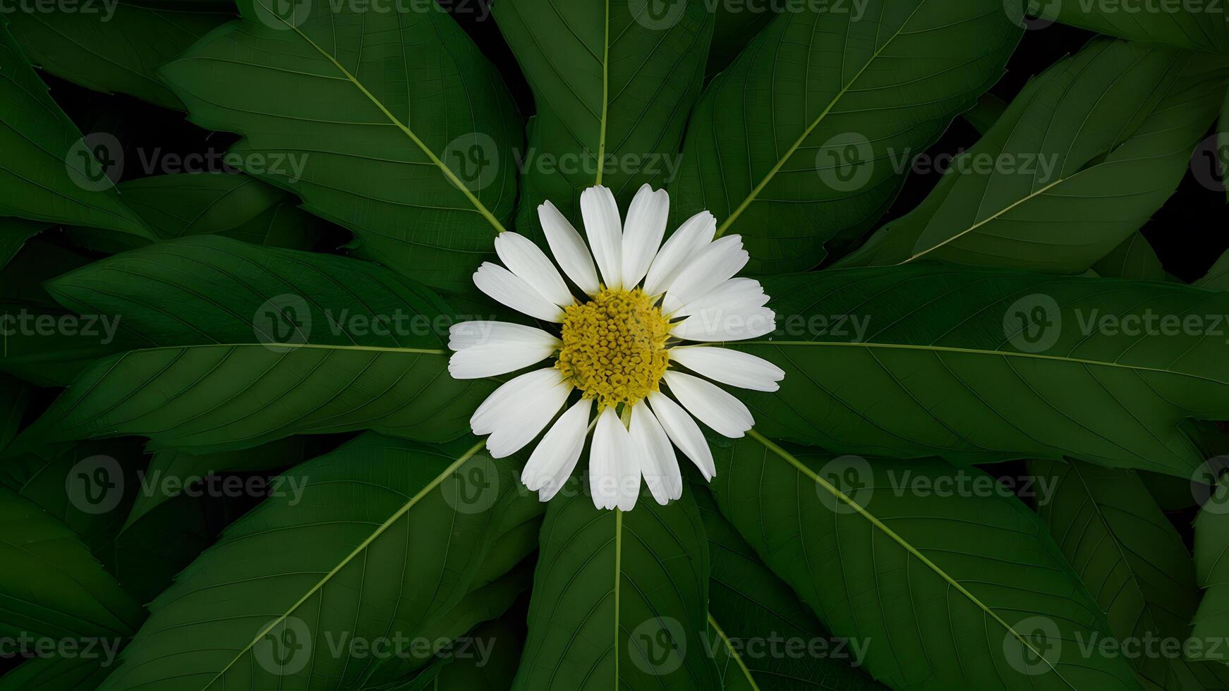 AI generated Large green leaves around chamomile flower on unique background photo