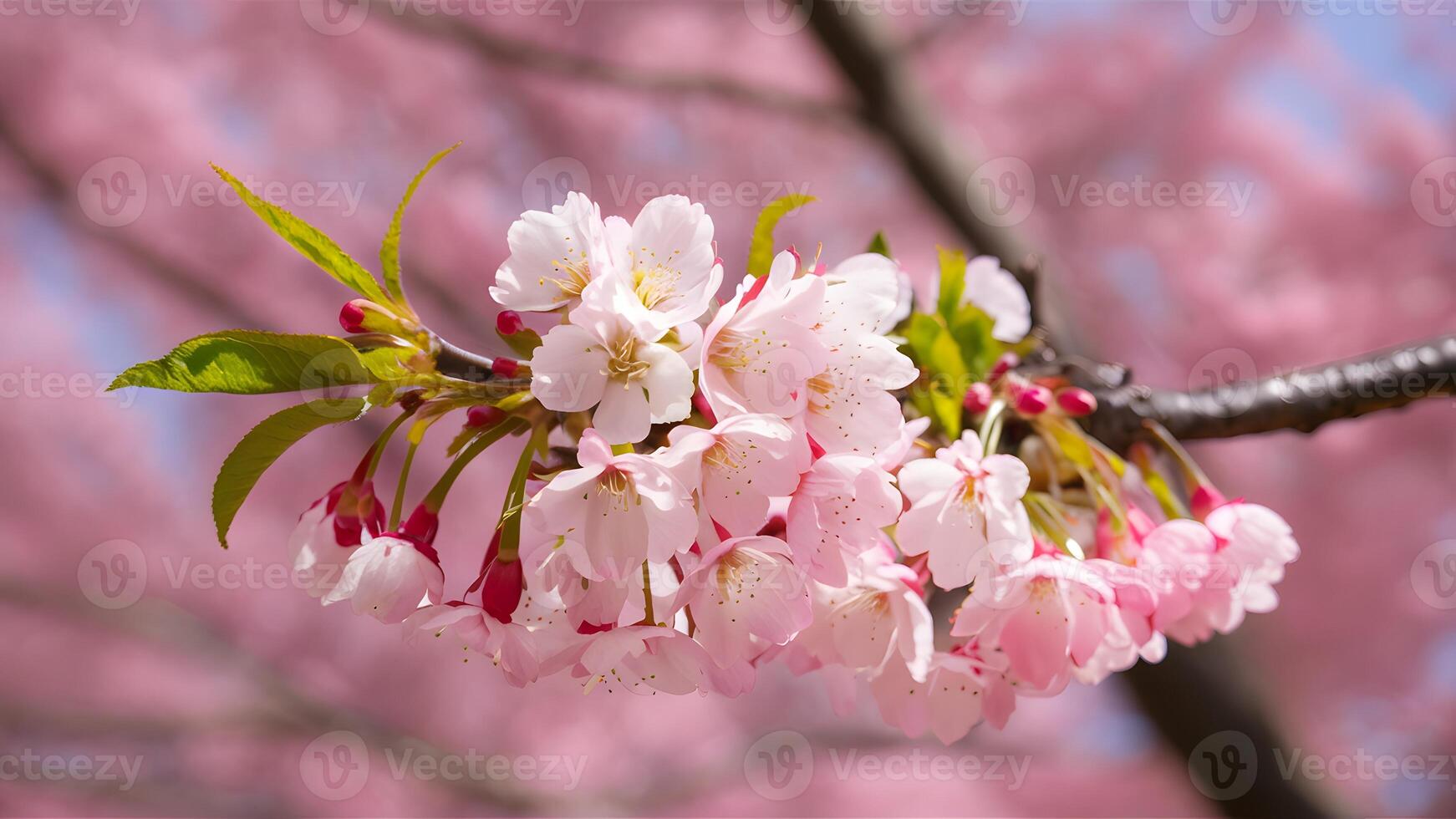 AI generated Background of cherry blossom tree in delicate pink bloom photo