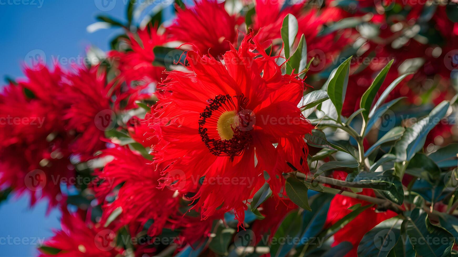 AI generated Isolated red flower of royal poinciana tree on pristine white photo