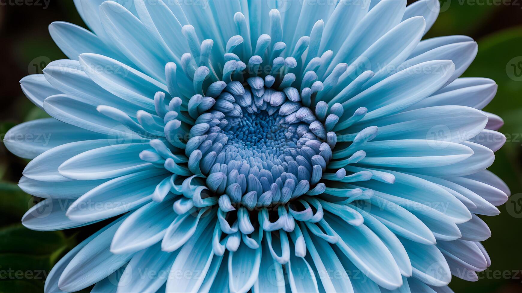 AI generated Closeup of chrysanthemum blue flower with no shadows photo