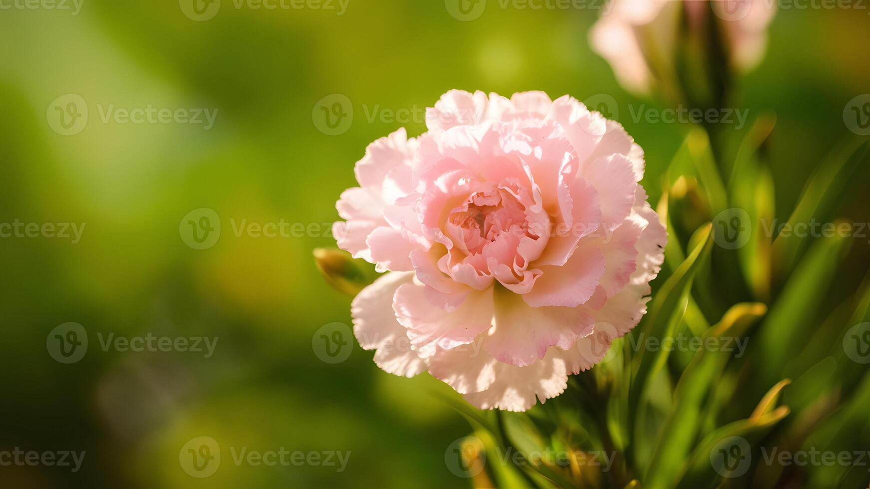 AI generated Scene Beautiful pink carnation flower featured in a captivating header photo