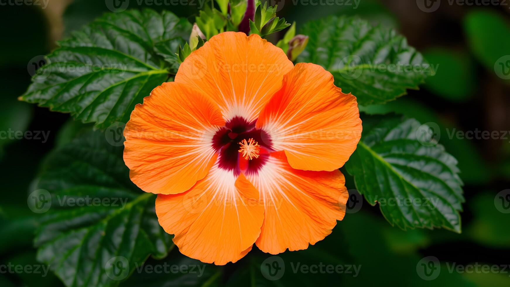 AI generated Orange color hibiscus flower green leaves isolated white background photo