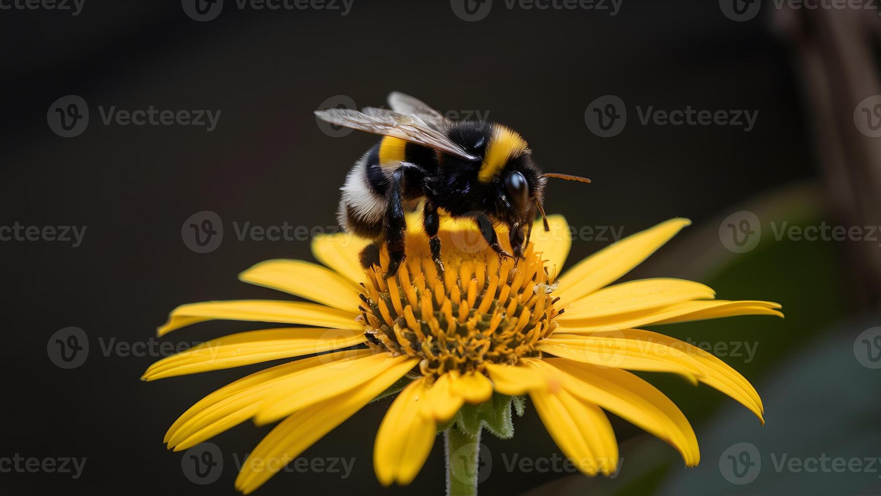 AI generated Bumblebee atop yellow flower against dark background, spring concept photo