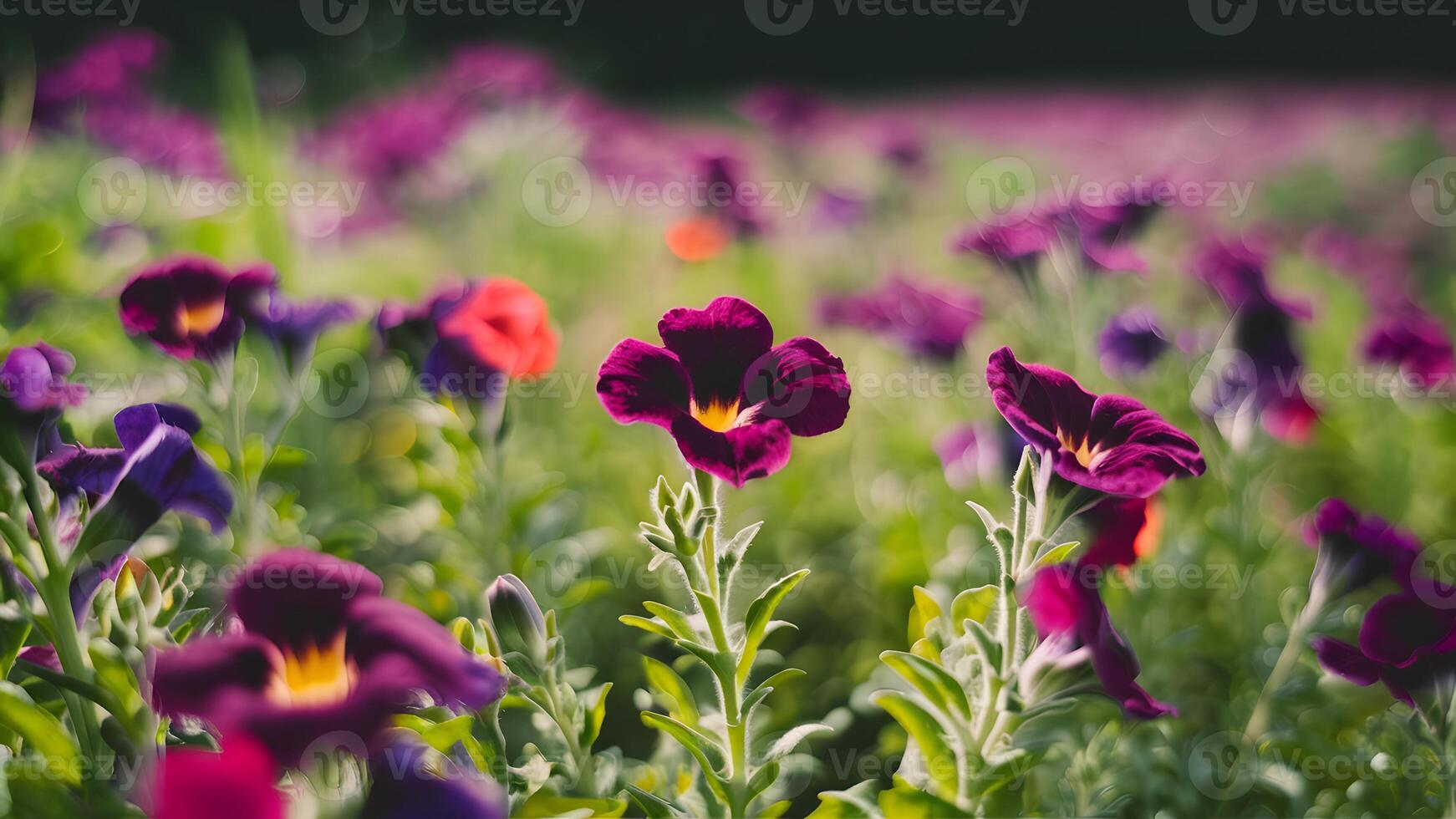 AI generated Bokeh background with petunia flowers in natural summer field photo