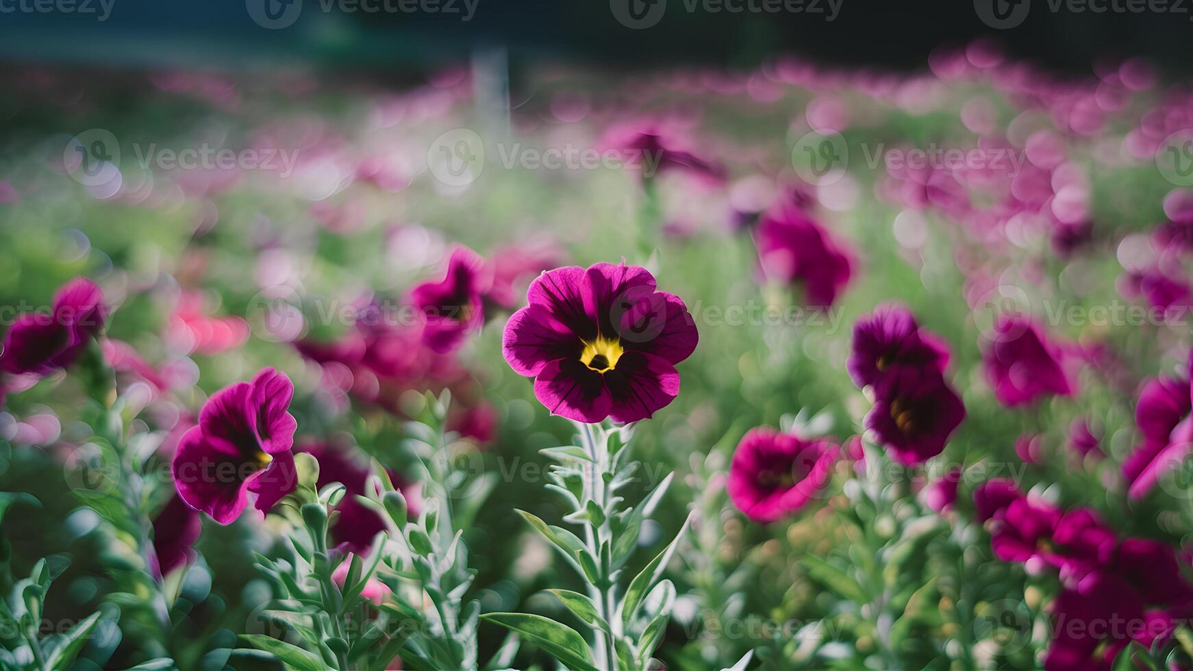 AI generated Bokeh background with petunia flowers in natural summer field photo