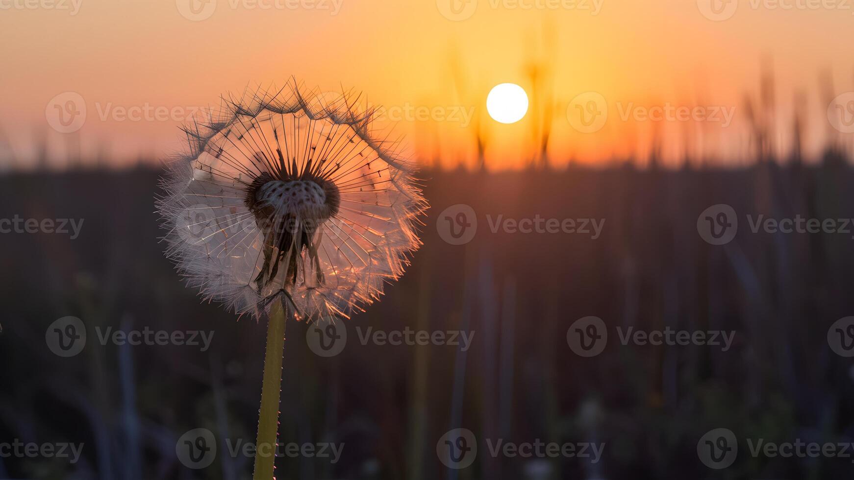 ai generado seco campo a puesta de sol proporciona fondo para solitario diente de león foto