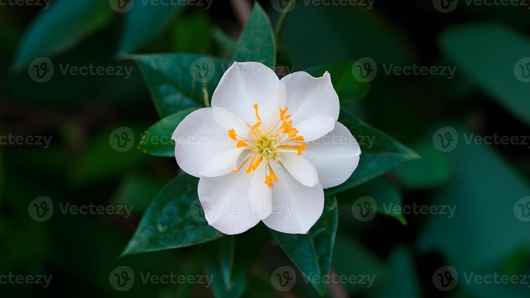AI generated Isolated jasmine flower showcased in close up against white photo