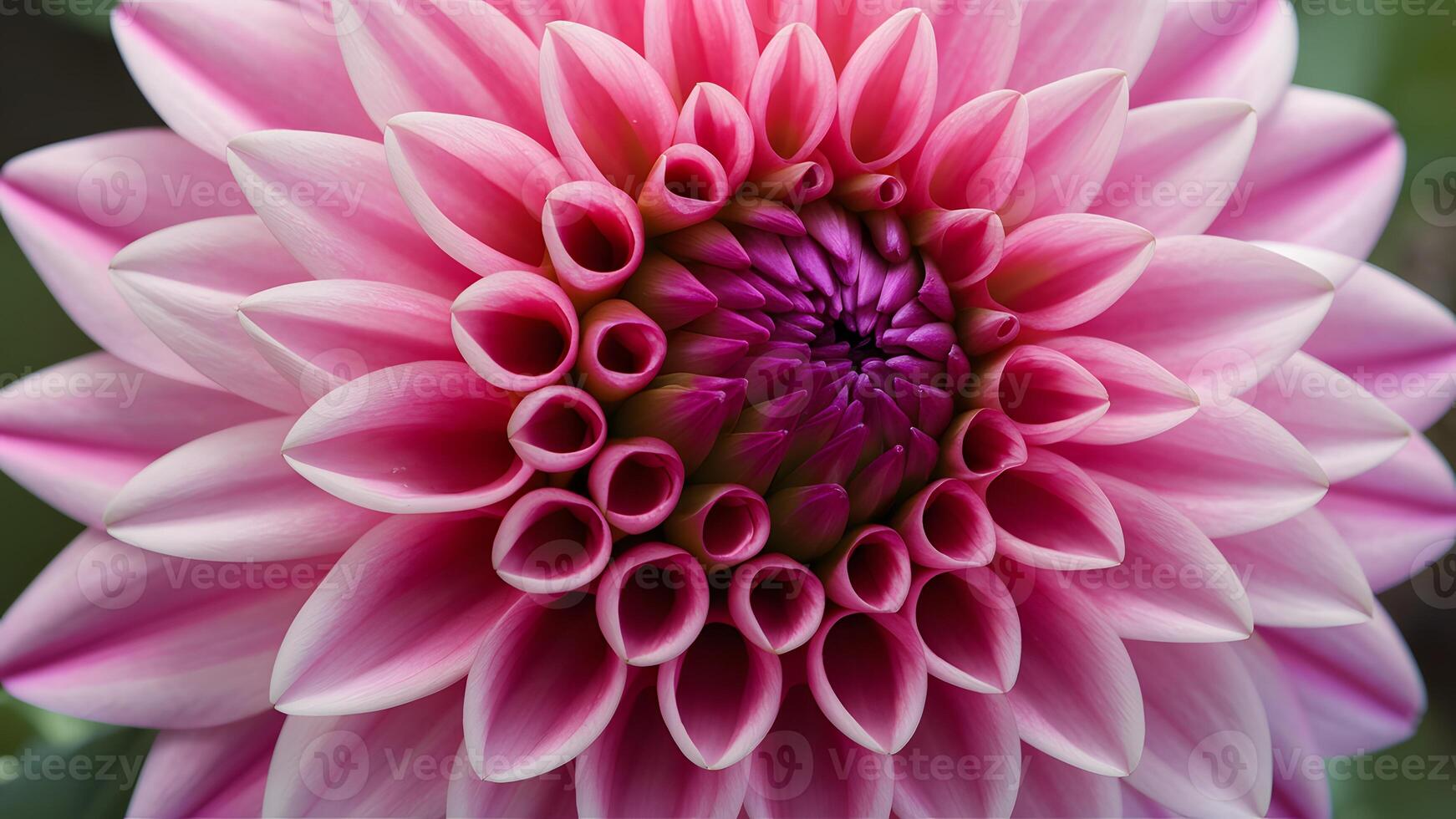 ai generado bonito rosado dalia flor con brillante pétalo modelo en macro foto