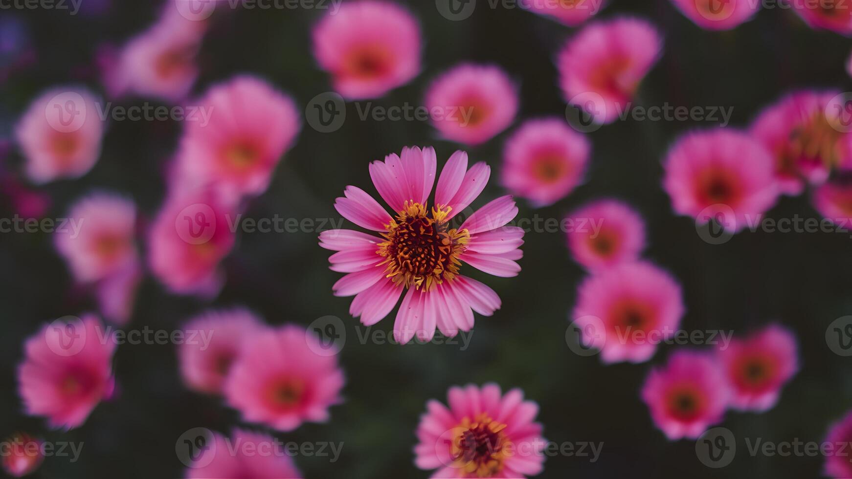 AI generated Nature abstract with colorful pink and purple flowers, blurred background photo