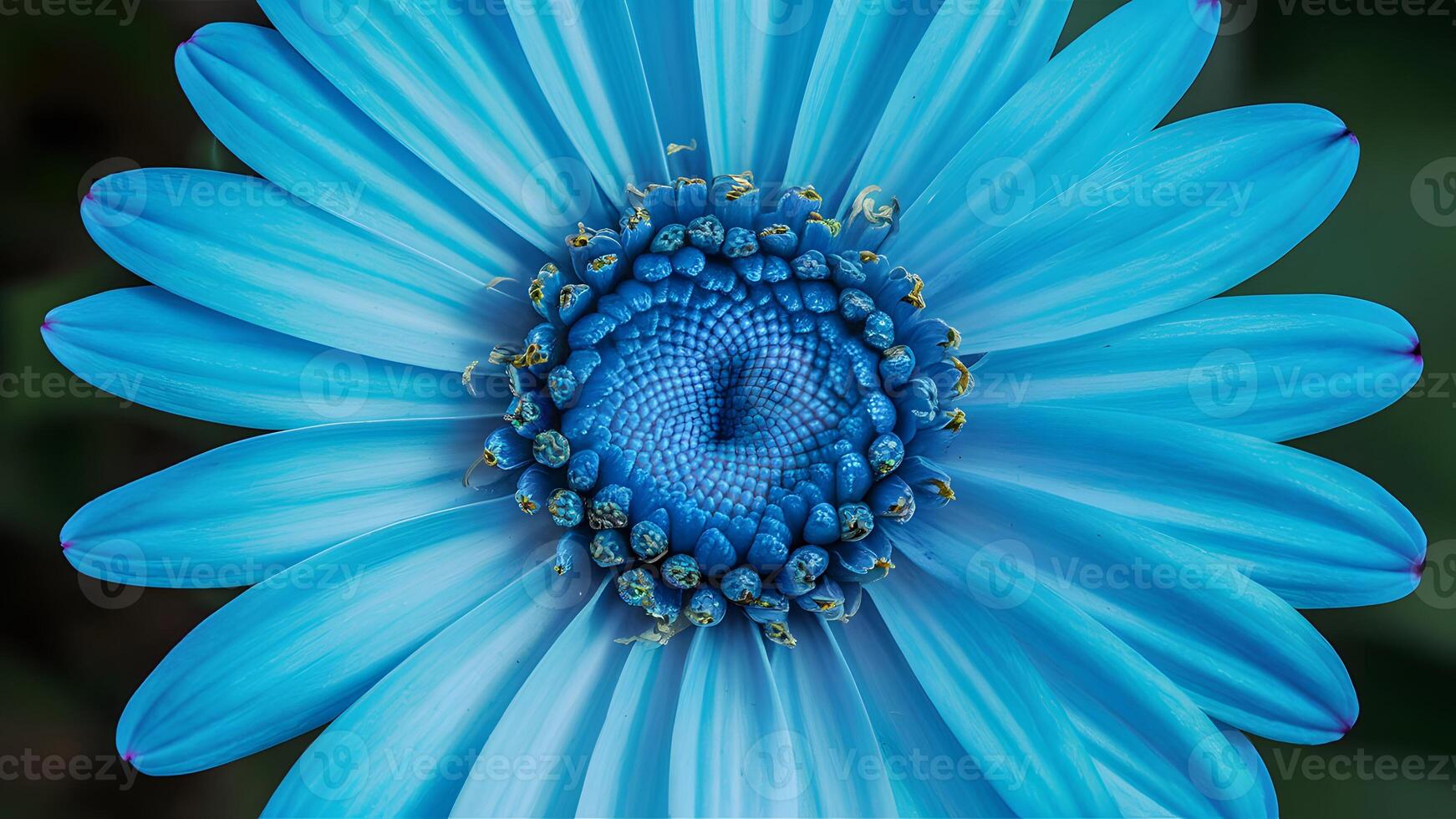 AI generated Closeup of chrysanthemum blue flower with no shadows photo