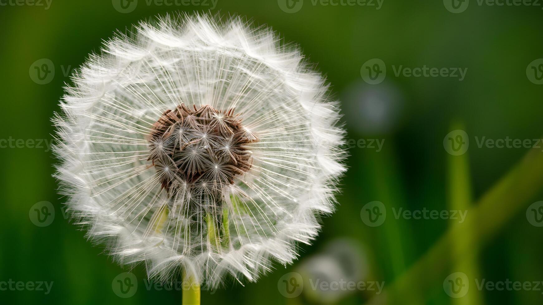 AI generated Pic Abstract dandelion flower background, extreme closeup with natural art photo