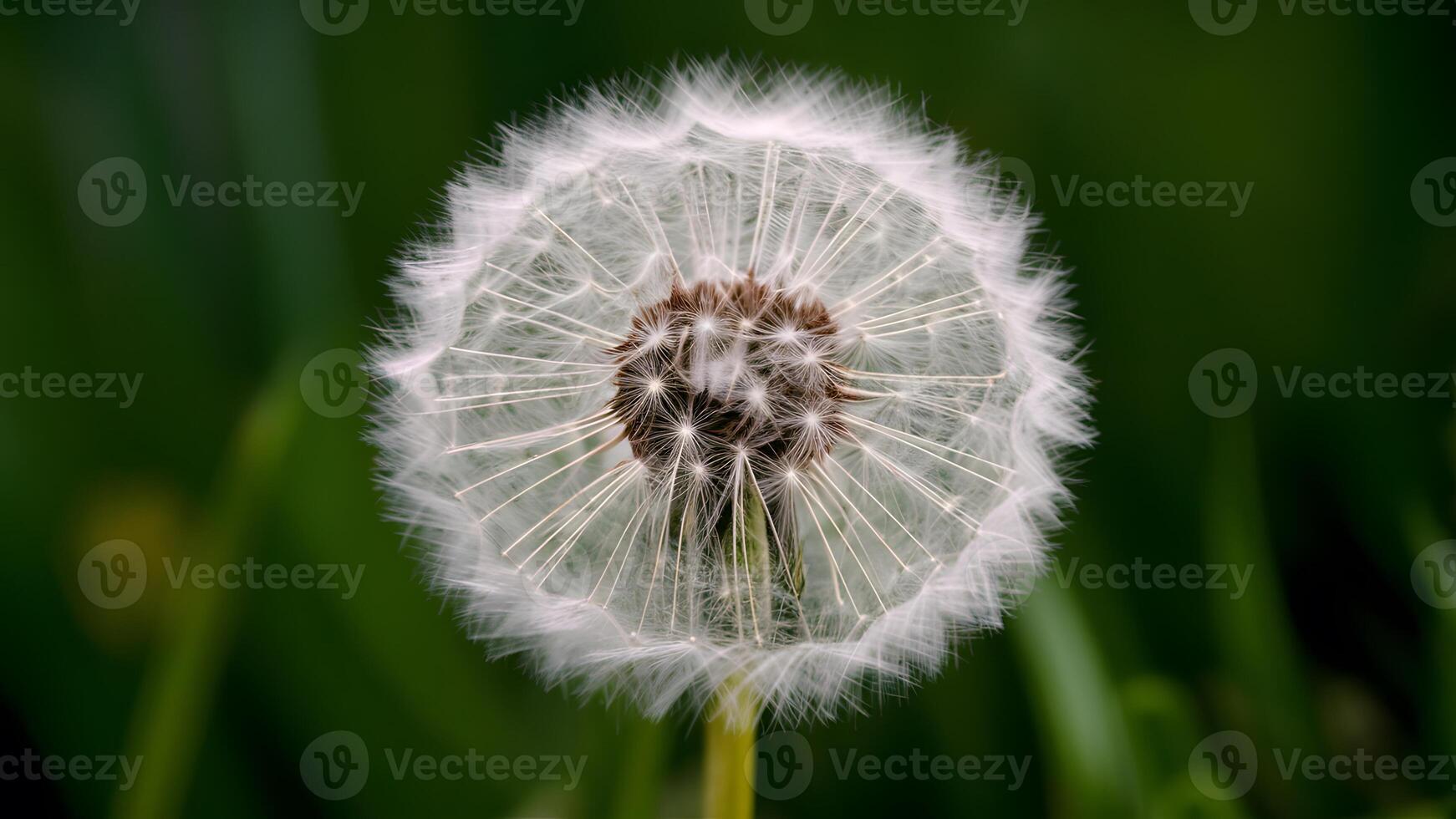 AI generated Abstract soft extreme close up of dandelion flower, vintage macro photo