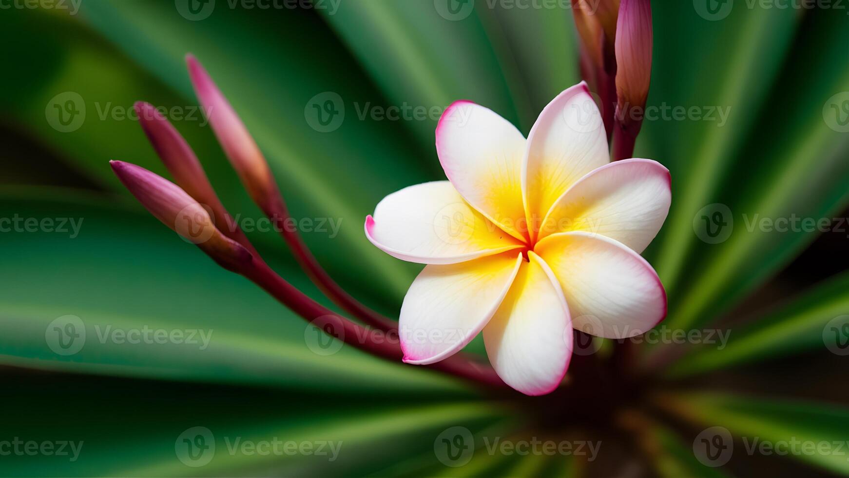 AI generated Serene background adorned with the delicate plumeria rauvolfioideae plant blossom photo