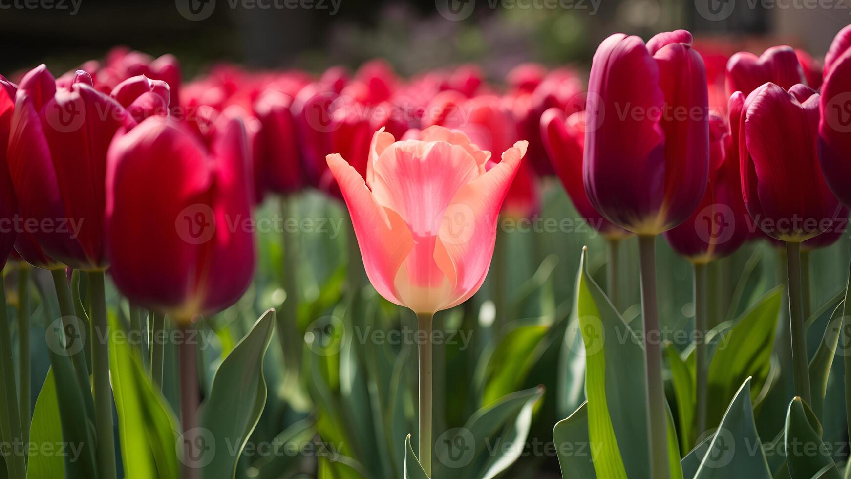 AI generated Beautiful garden scene with pink tulip among red tulips photo