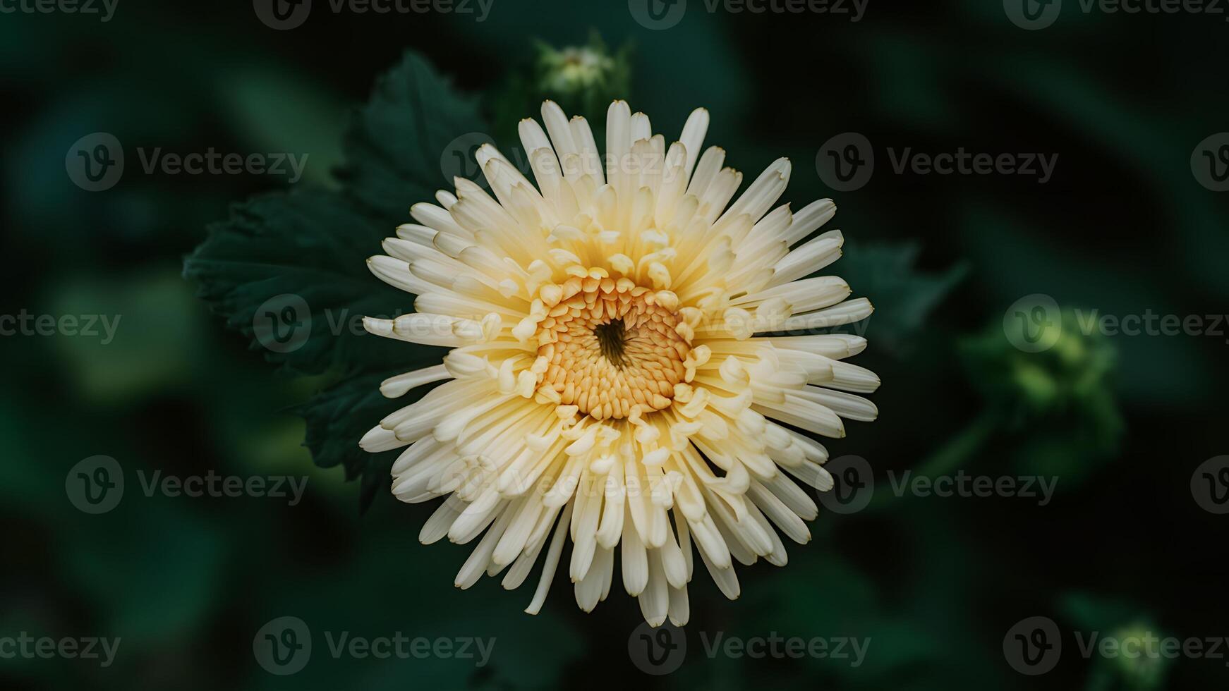 AI generated Isolated yellow chrysanthemum flower adds a pop of color photo