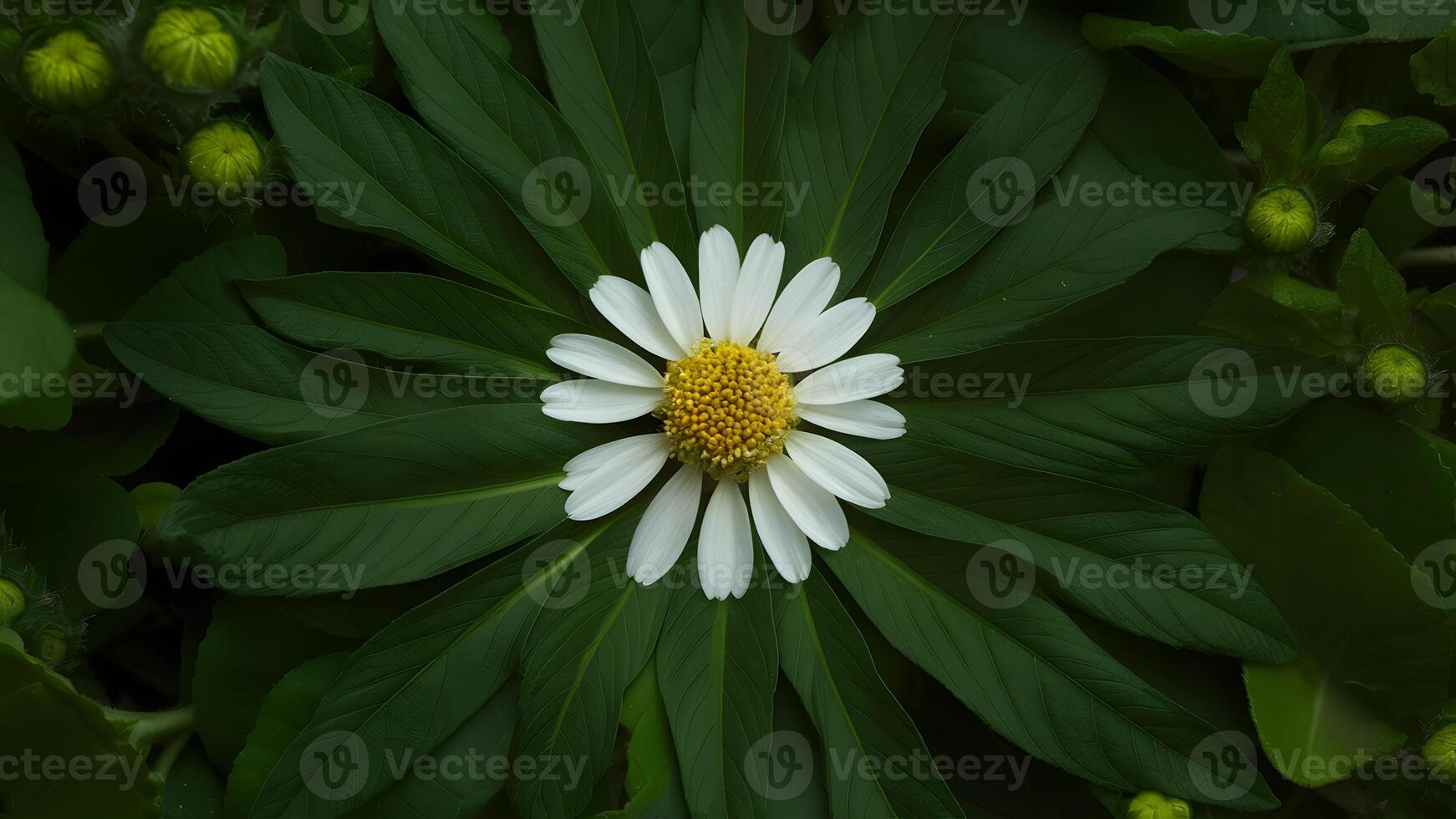 AI generated Large green leaves around chamomile flower on unique background photo