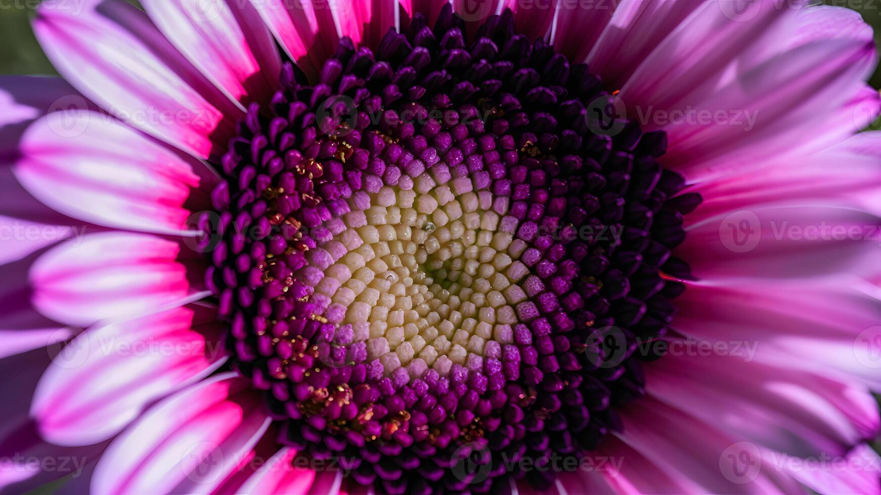 AI generated view Macro close up of violet gerbera flower with beautiful soft petals photo