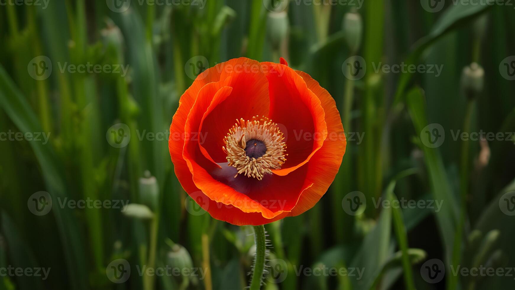 AI generated Vibrant red poppy flower showcased in isolation on white photo