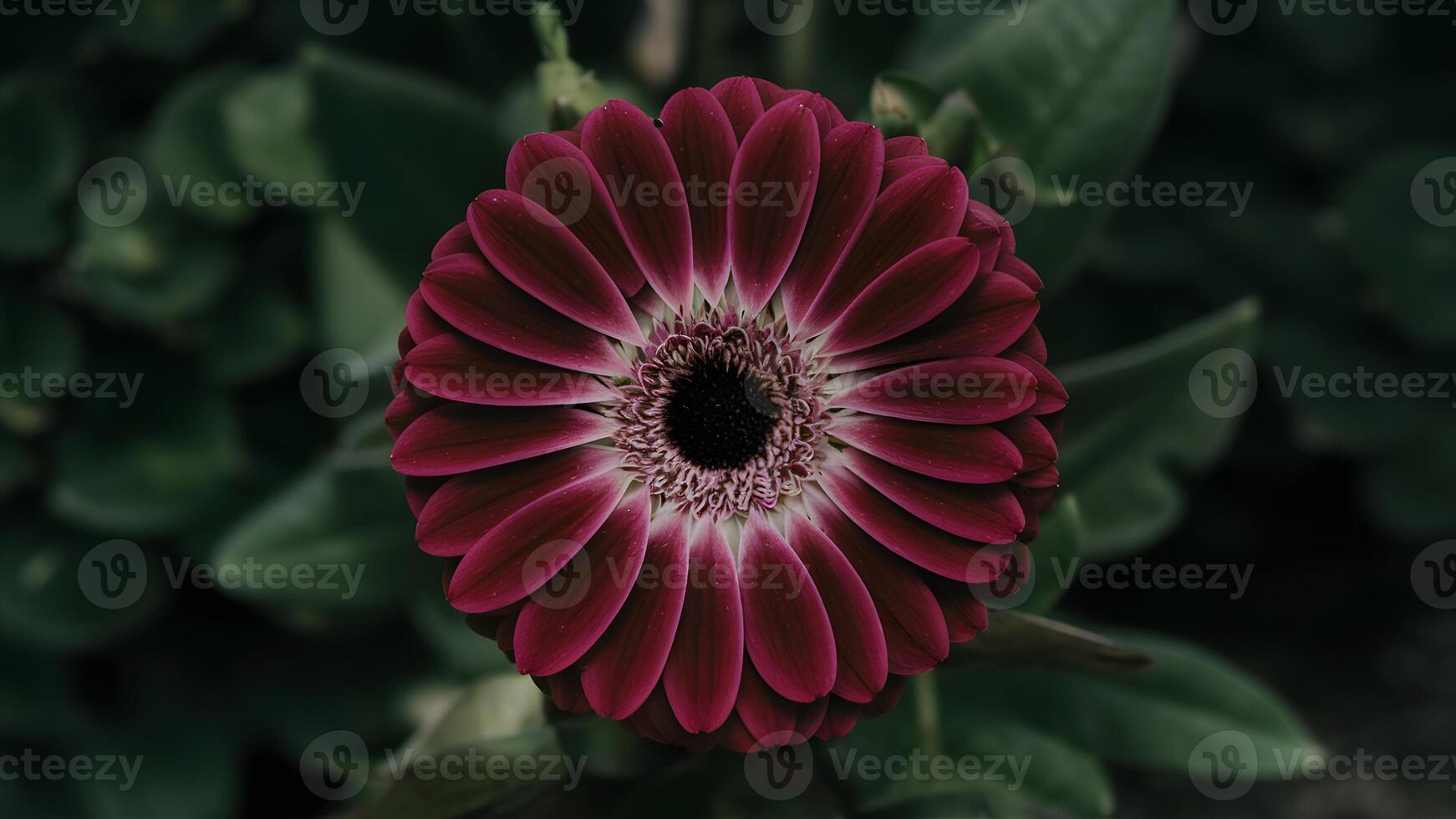 AI generated Closeup of purple gerbera flower with no shadows, isolated background photo