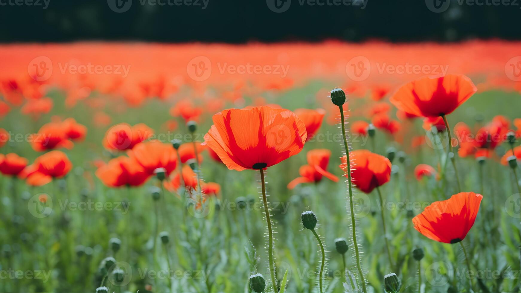 AI generated Banner website with blurred nature background of poppy flowers photo