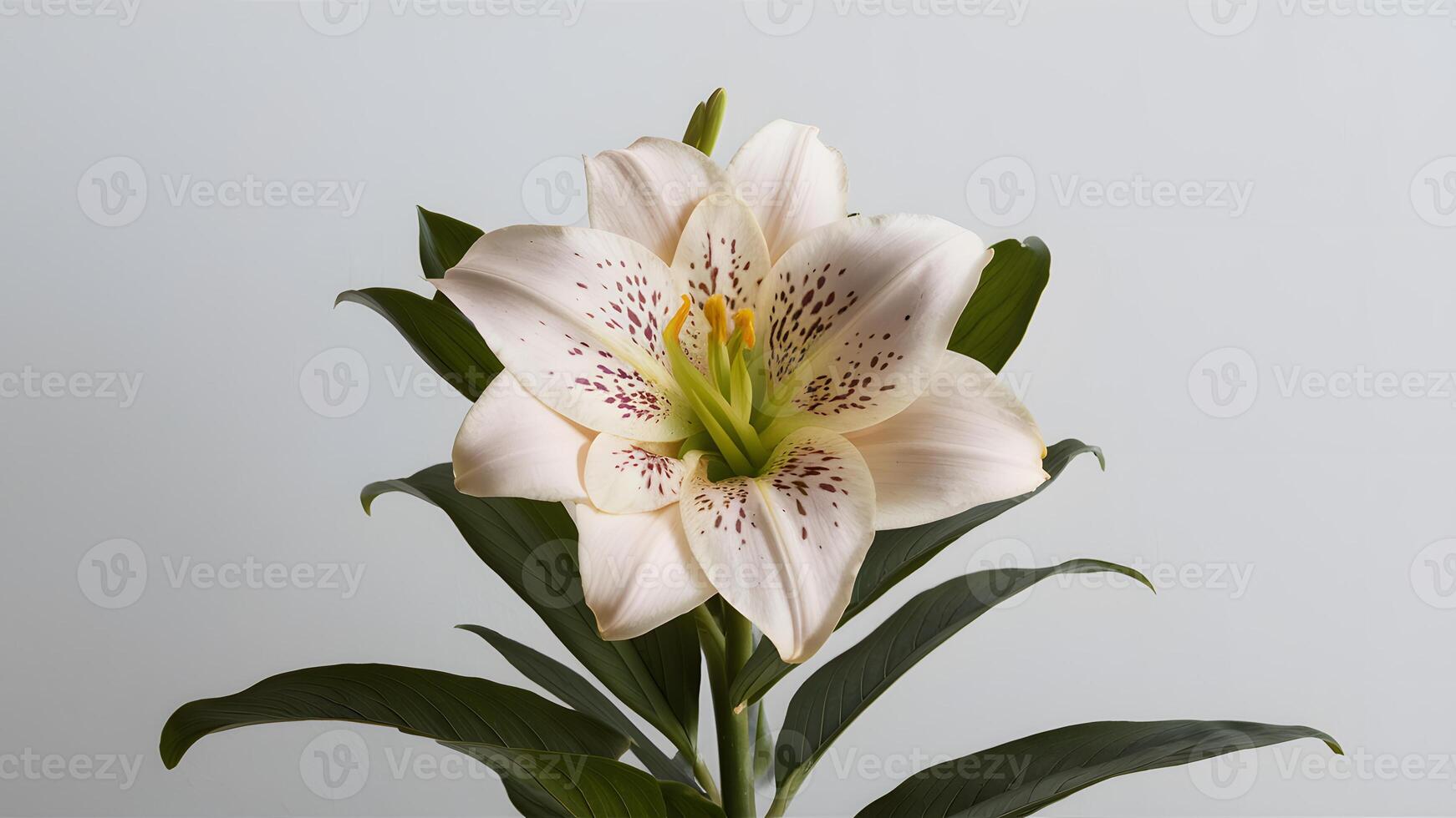AI generated Madonna lily showcased against a clean white background photo