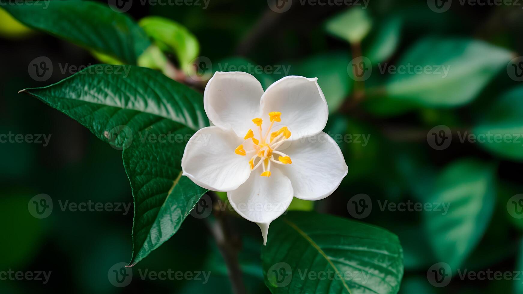 AI generated Isolated jasmine flower showcased in close up against white photo