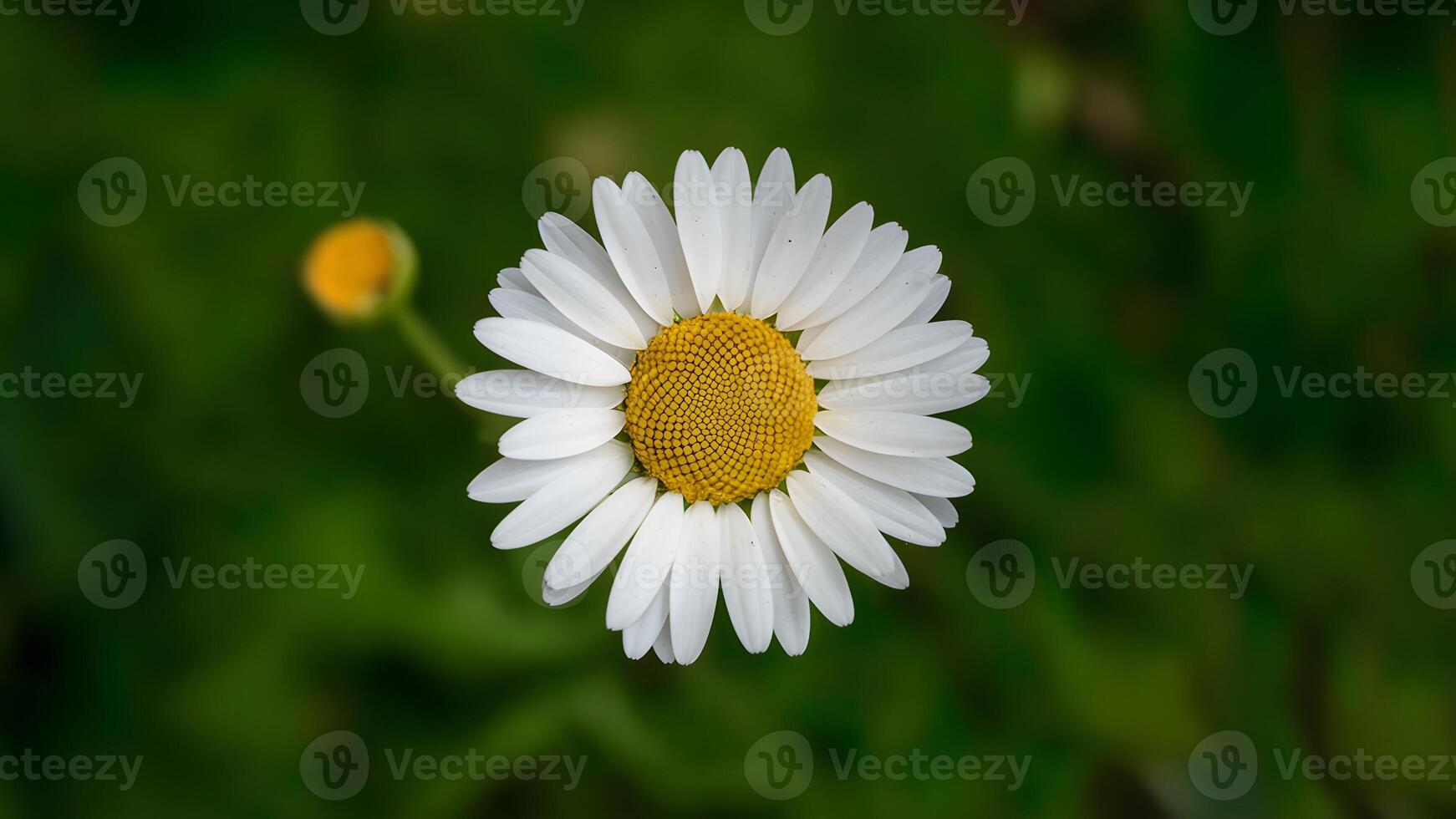 AI generated Hand made clipping path isolates daisy flower on white photo