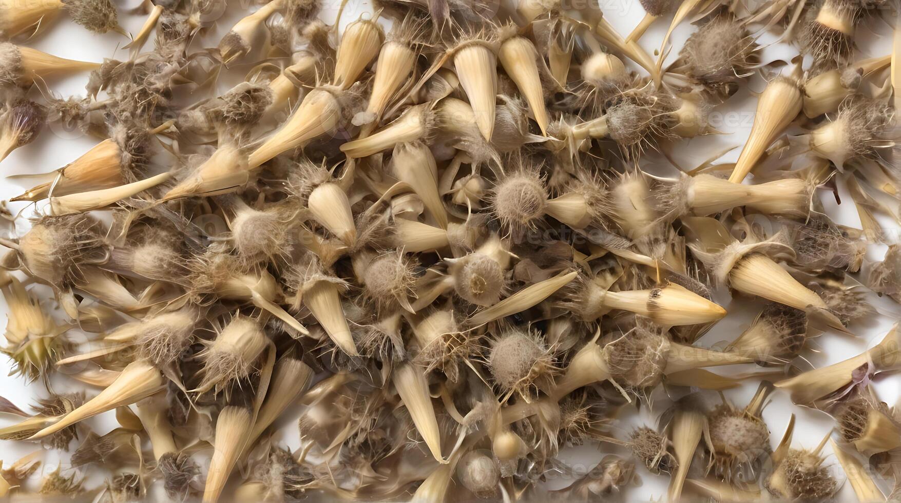 AI generated Medicinal plants milk thistle seeds on a white background photo