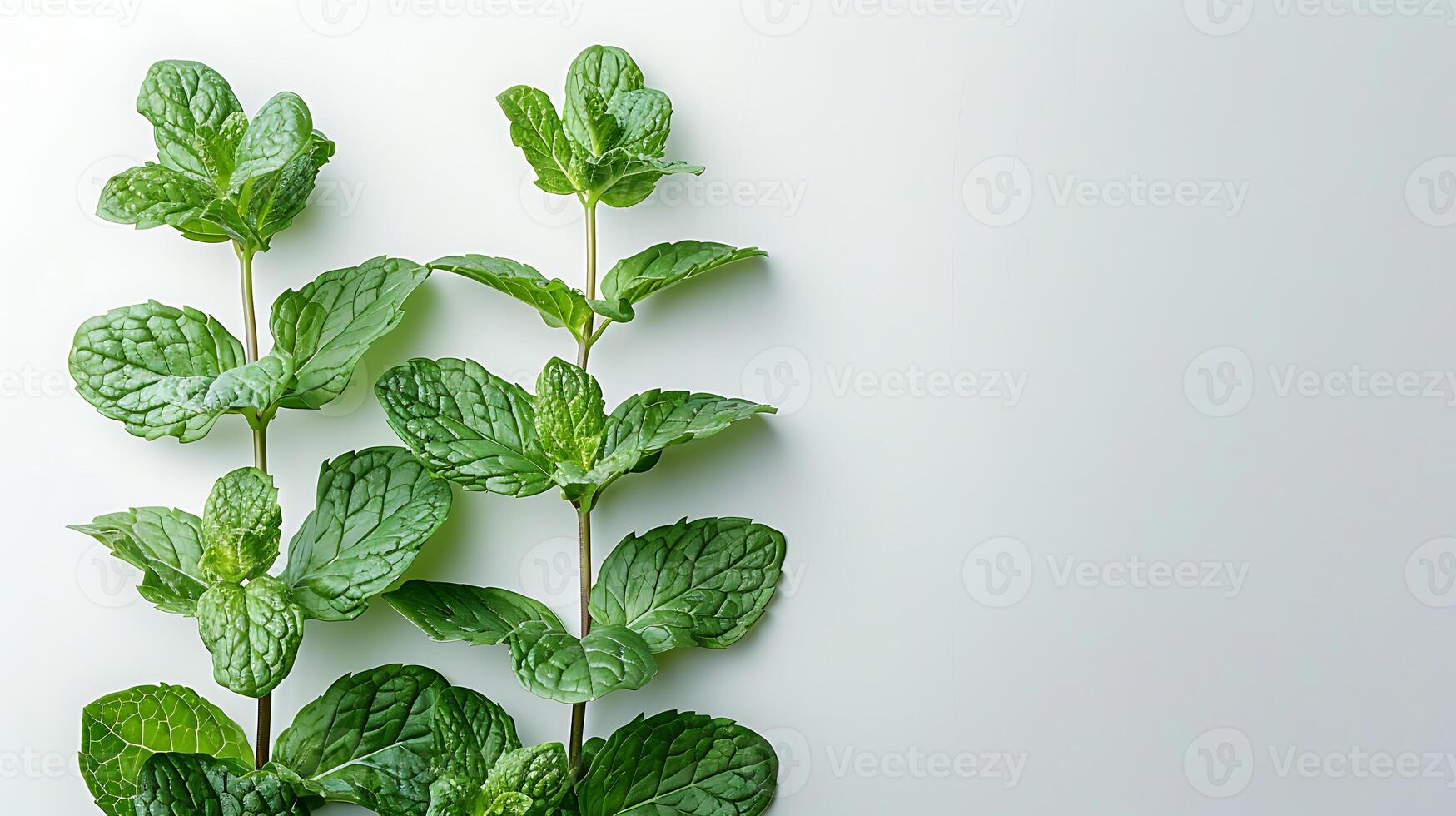 AI generated Medicinal plants peppermint on a white background photo