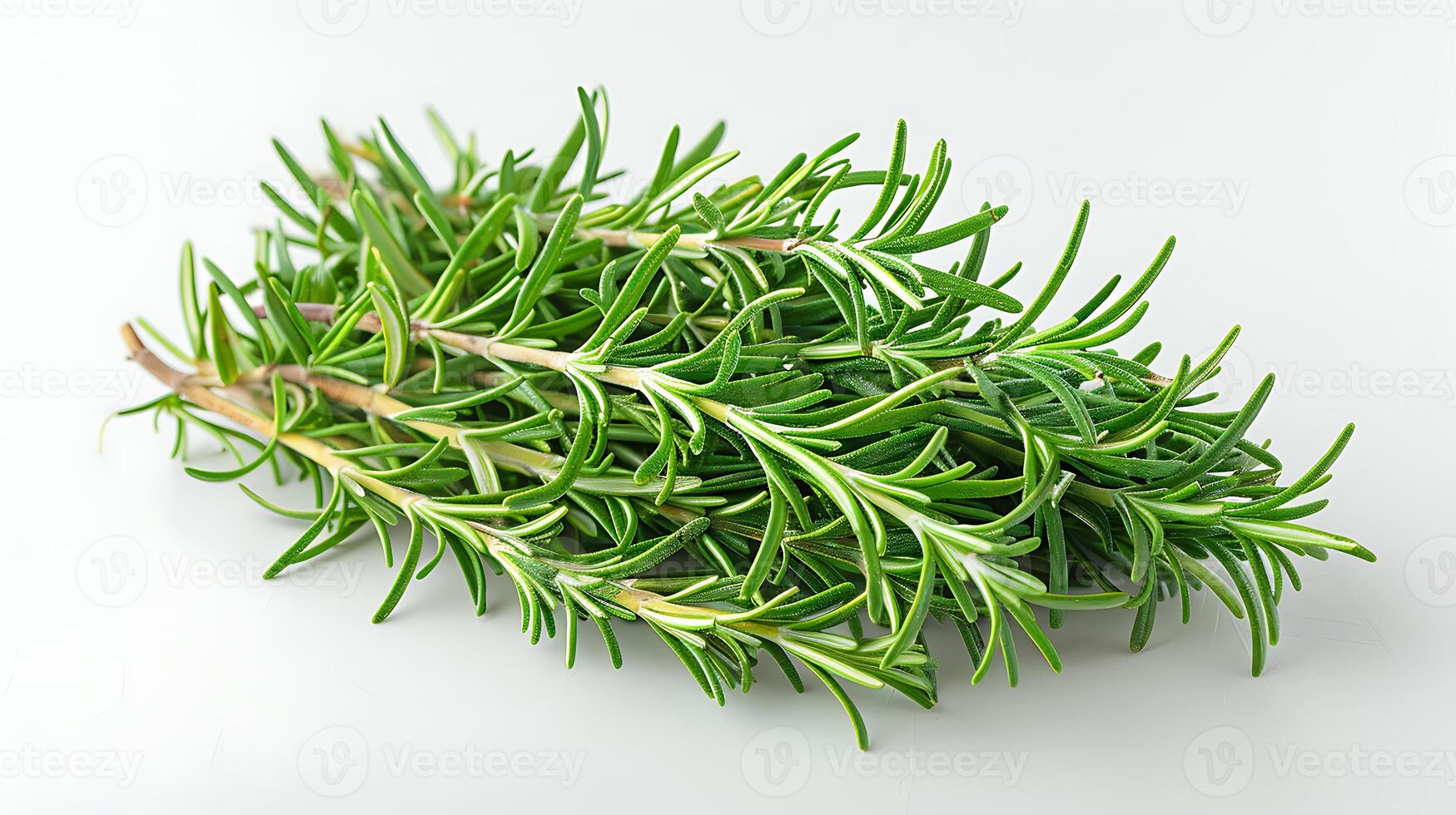 AI generated Rosemary plants on a white background photo