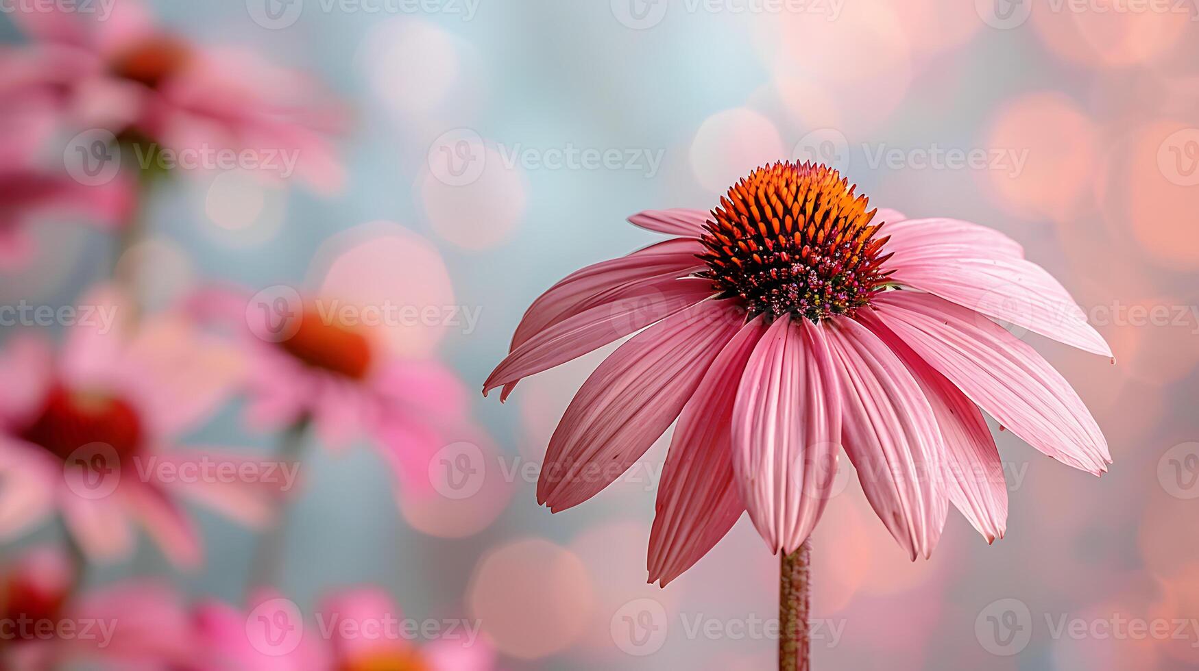 AI generated Natural medicinal echinacea flowers garden photo