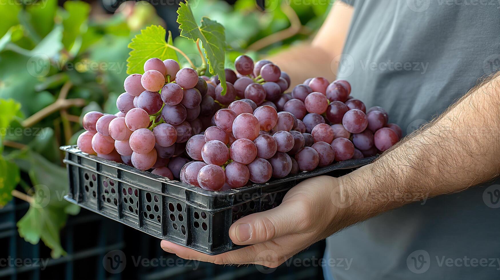 AI generated Holding a basket of fresh grapes photo