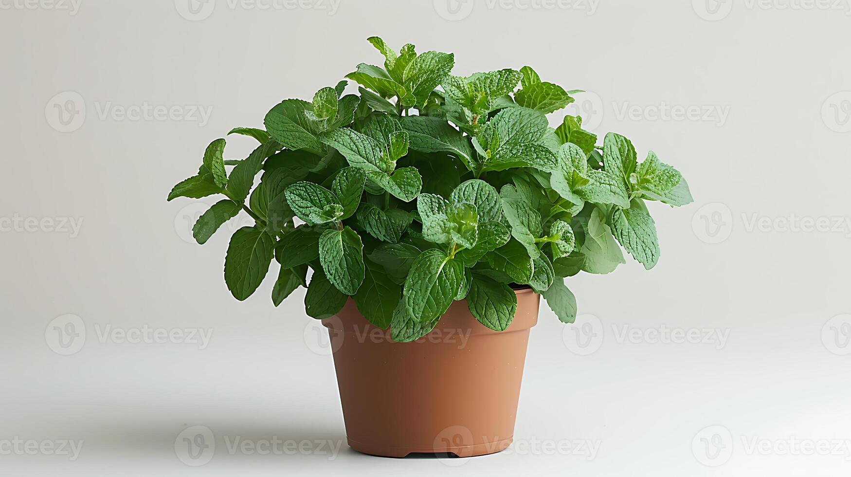 ai generado medicinal plantas menta en un maceta en un blanco antecedentes foto