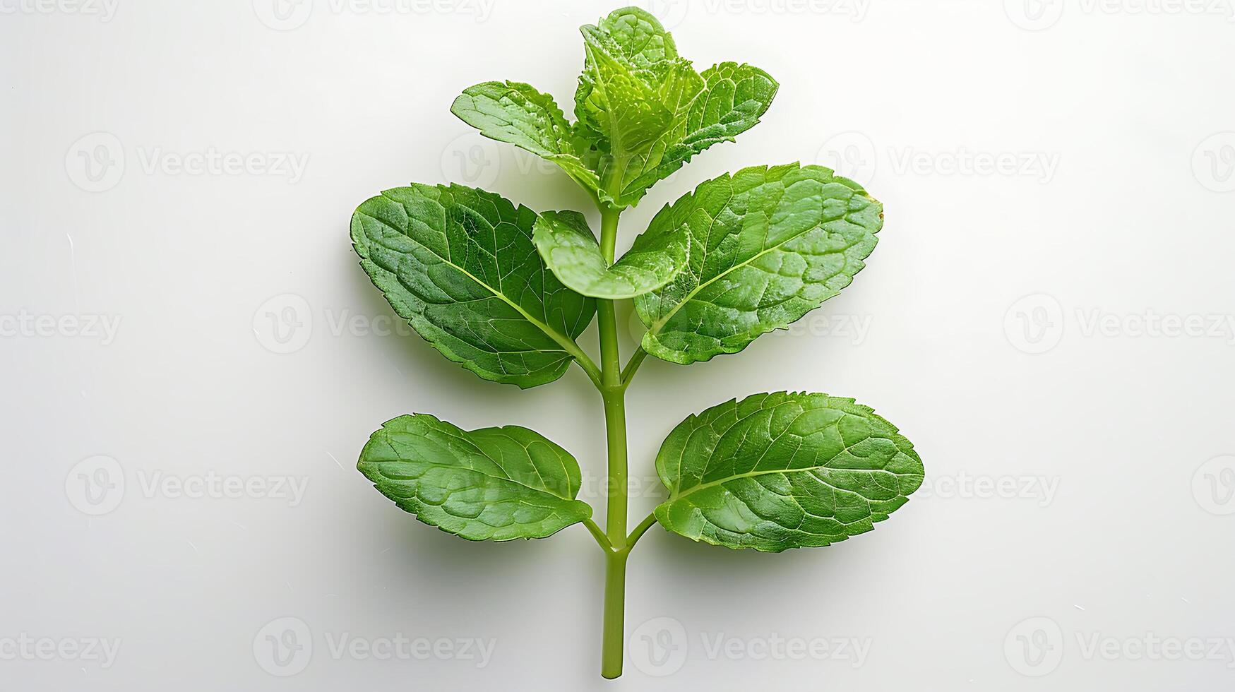 AI generated Medicinal plants peppermint on a white background photo