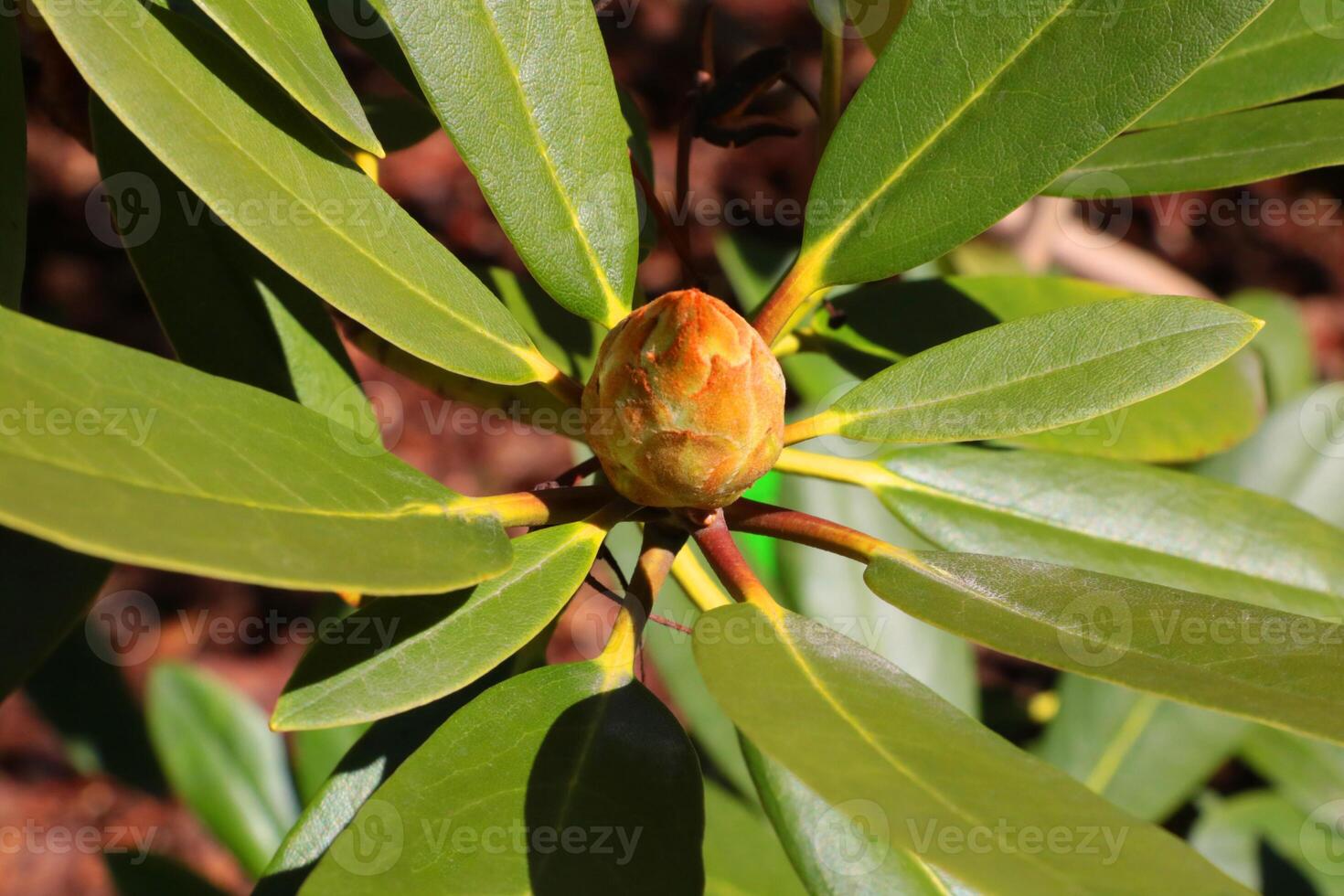 Close-up of a young rhododendron branch in the garden in the spring. photo