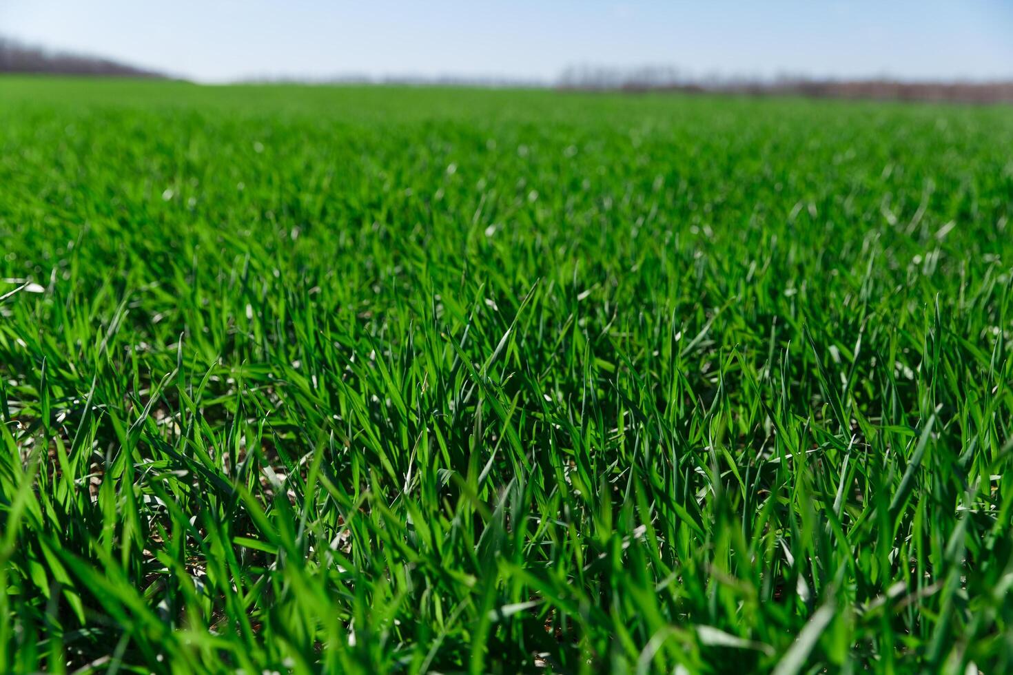spring grass on the field, green grass, grass grows on the field, field in spring photo
