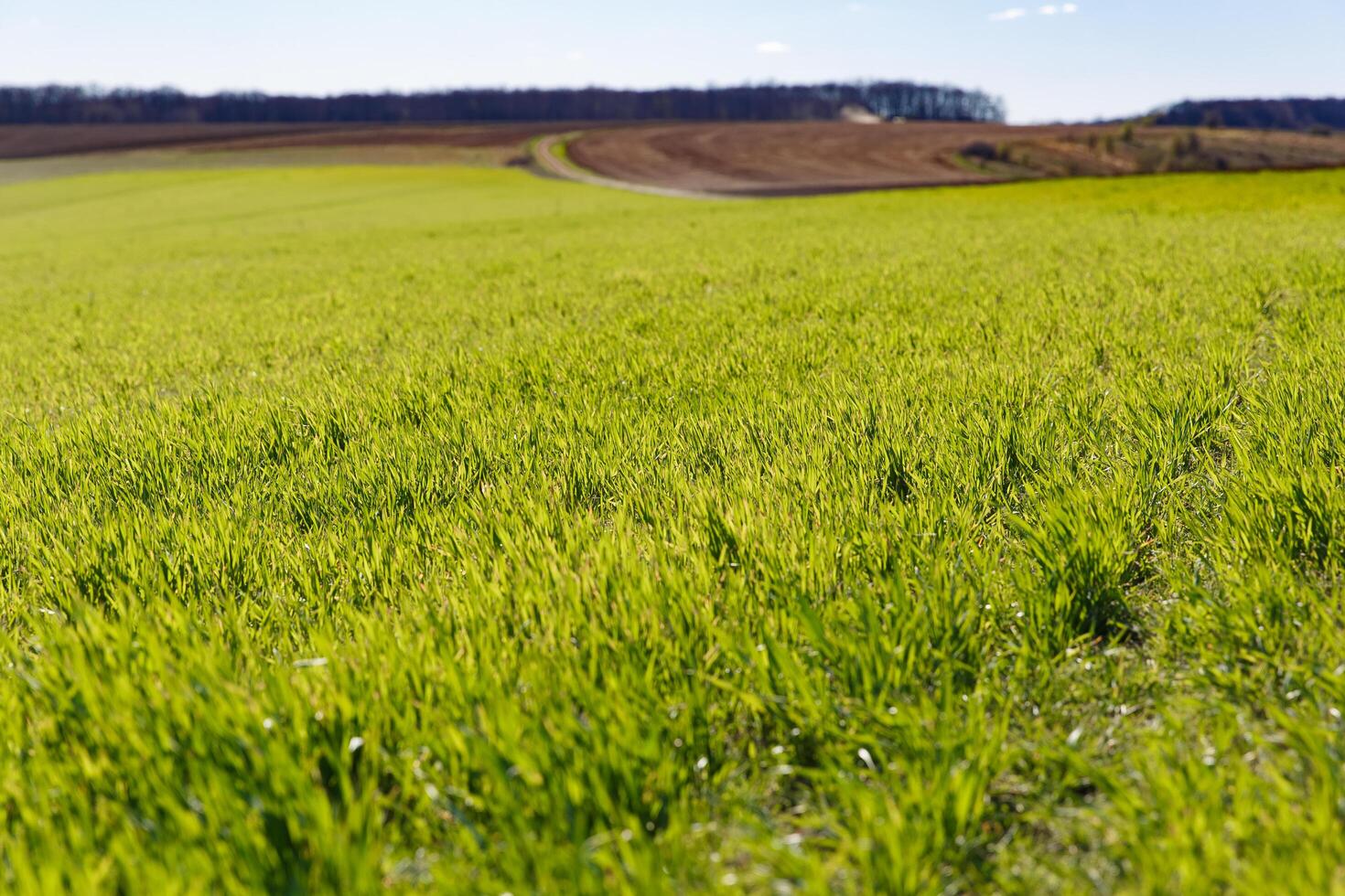 spring grass on the field, green grass, grass grows on the field, field in spring photo
