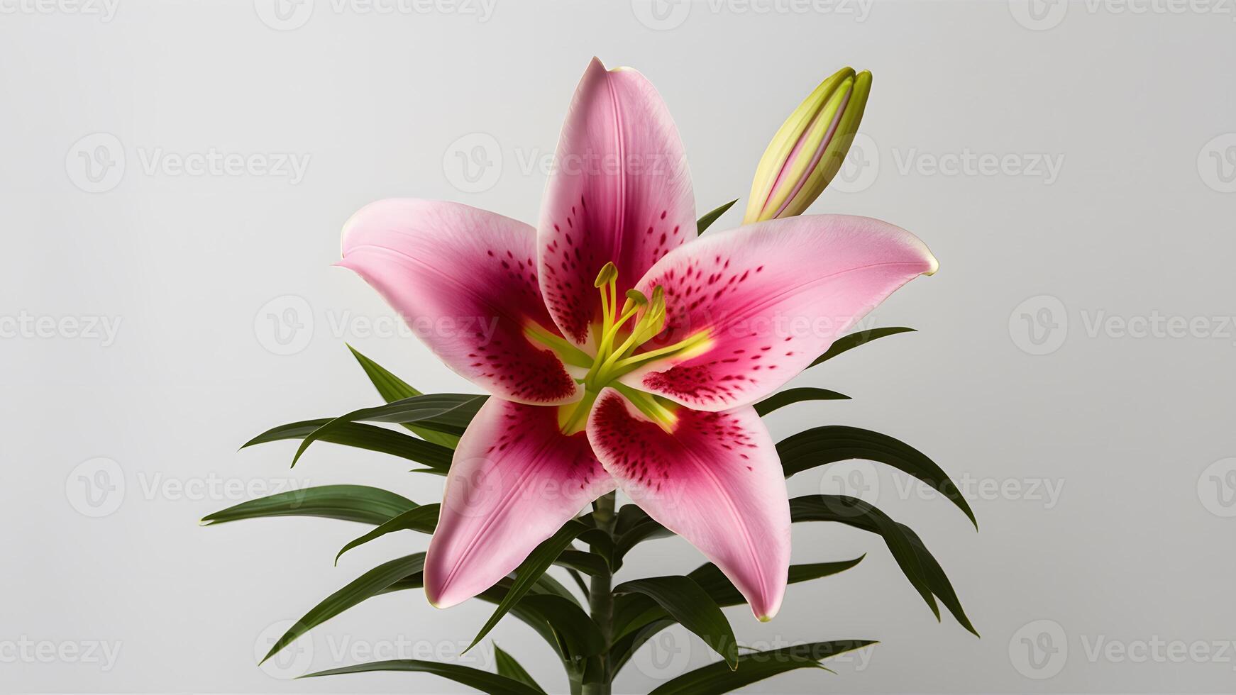 AI generated Exquisite pink lily flower showcased in isolation on white backdrop photo