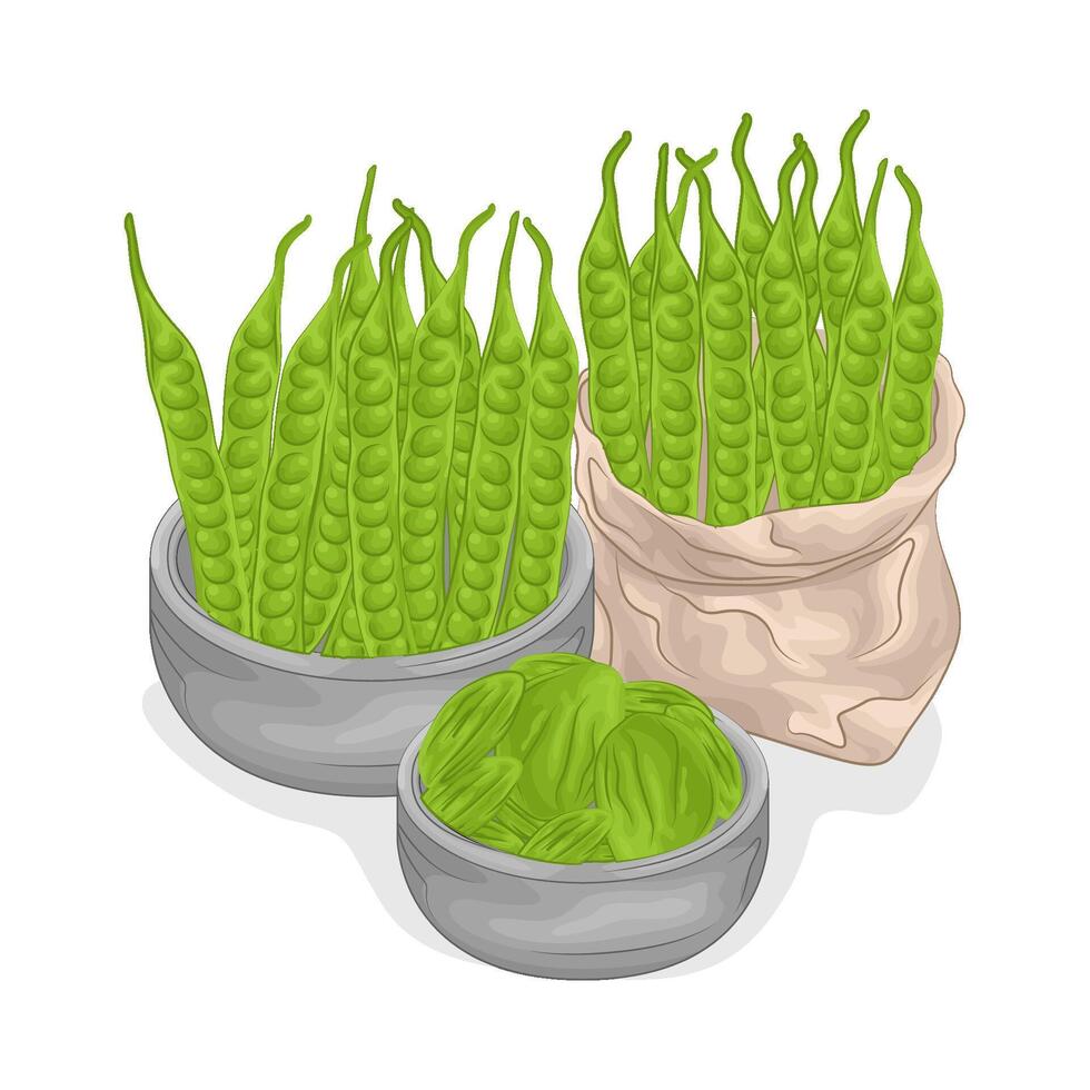 Illustration of vegetable petai vector
