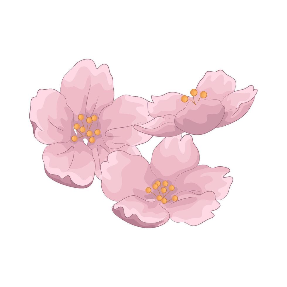 Illustration of cherry blossom vector