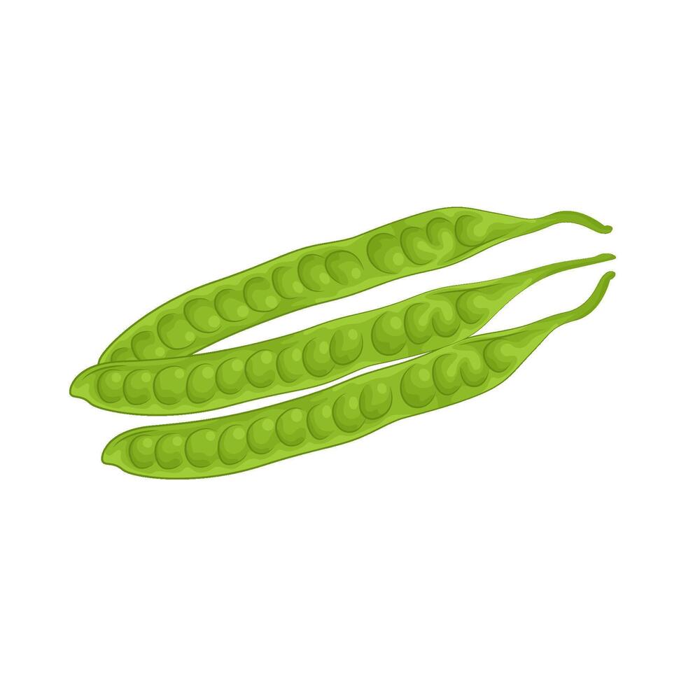 Illustration of vegetable petai vector