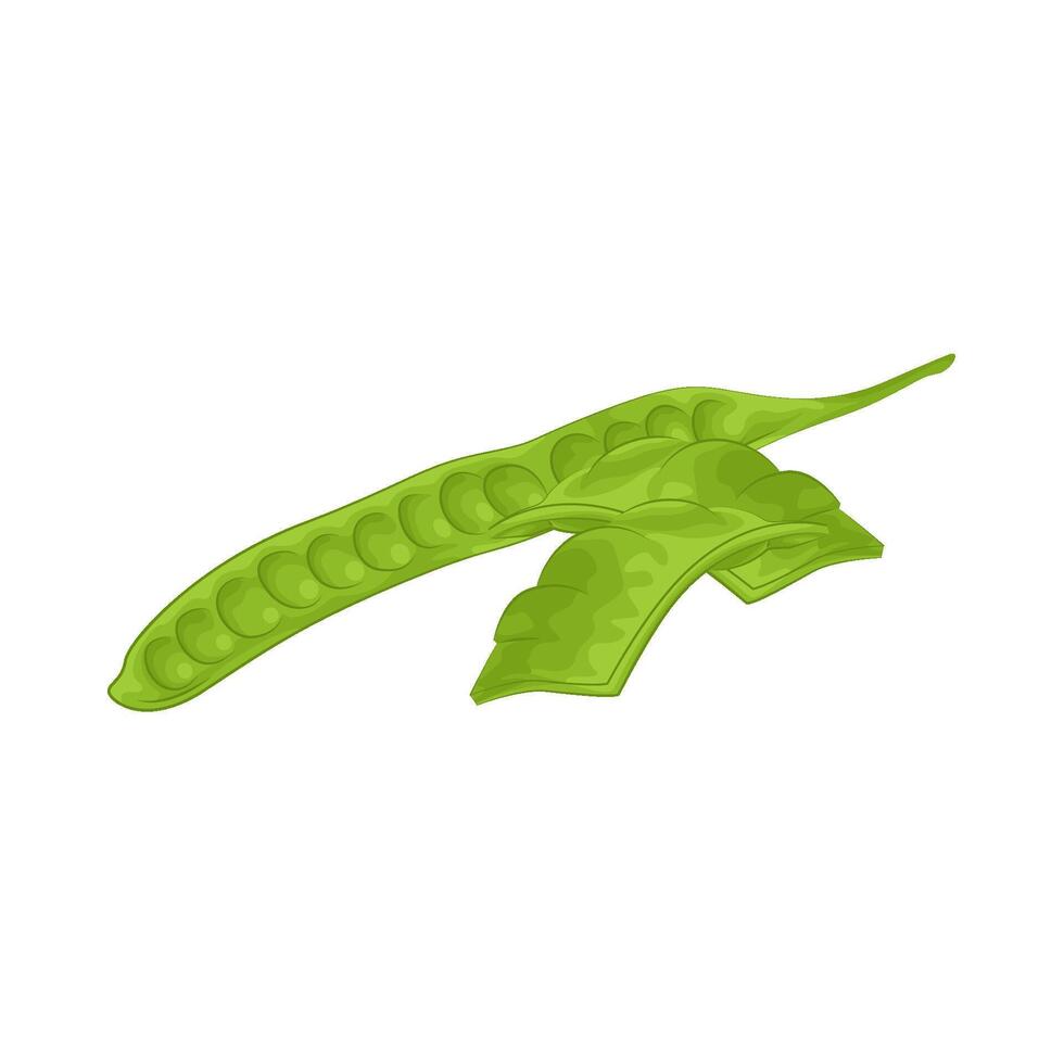Illustration of vegetable petai vector