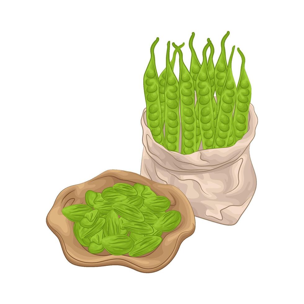 Illustration of vegetable petai vector